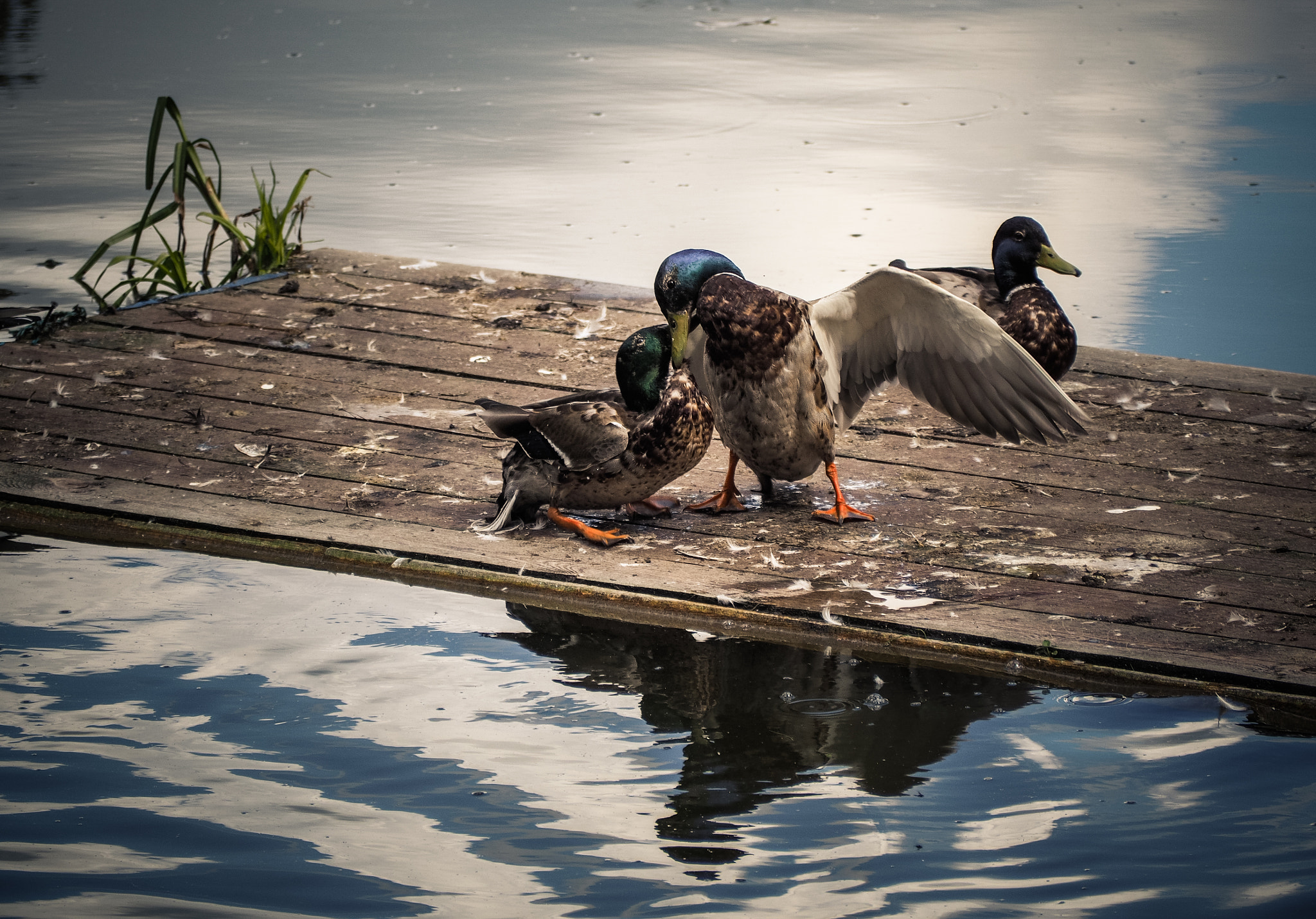 Olympus OM-D E-M10 sample photo. Love :) photography