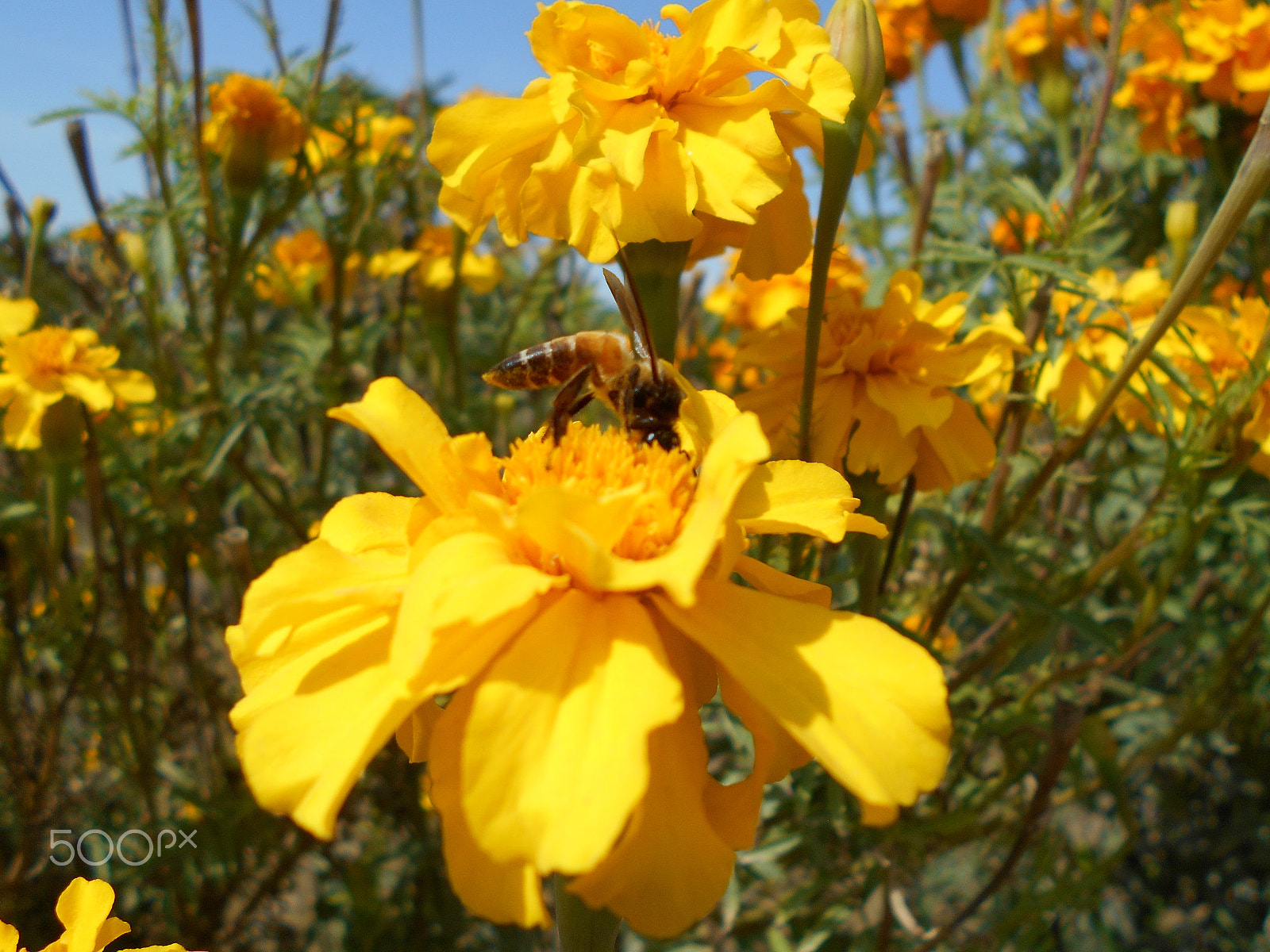 Nikon Coolpix S2900 sample photo. Honey bee flower photography