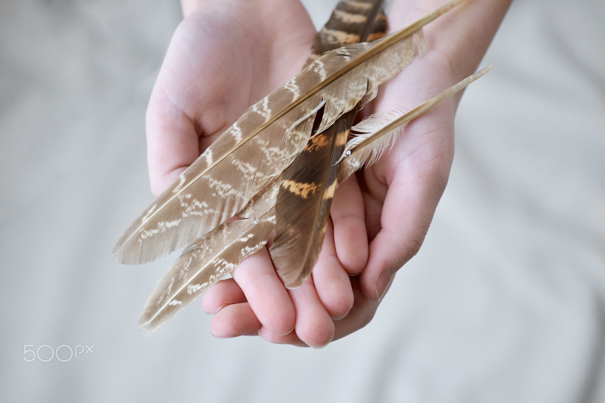 Feathers in hands on neutral background