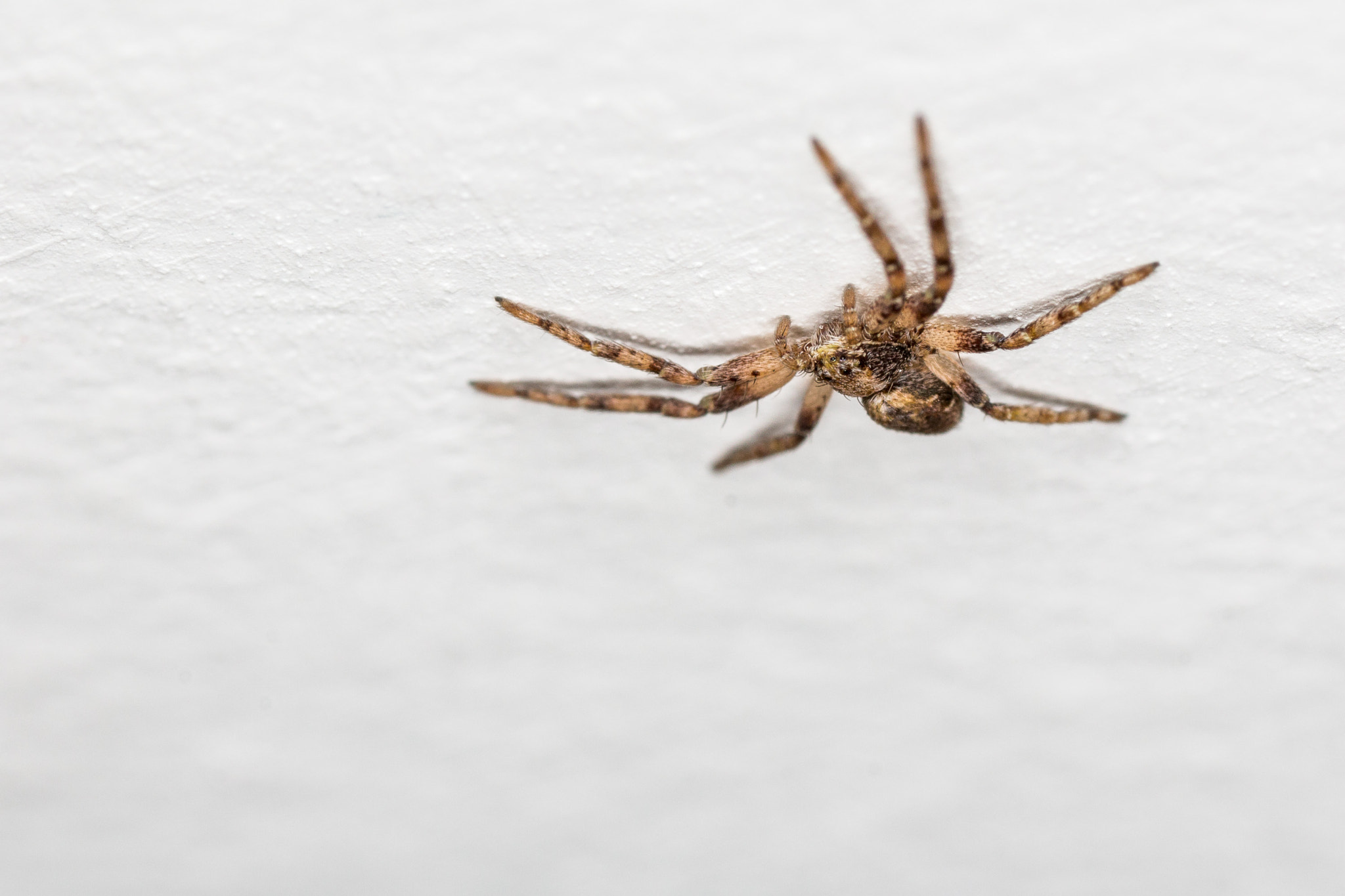 Canon MP-E 65mm F2.5 1-5x Macro Photo sample photo. Hanging crab spider photography
