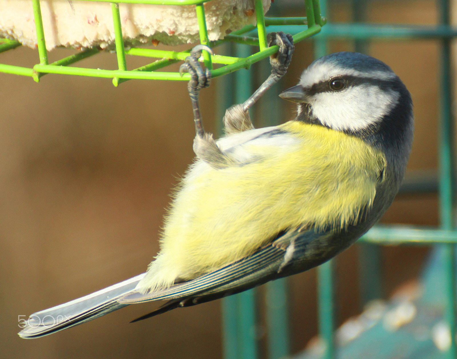 Canon EOS 7D sample photo. Blue tit acrobatics photography