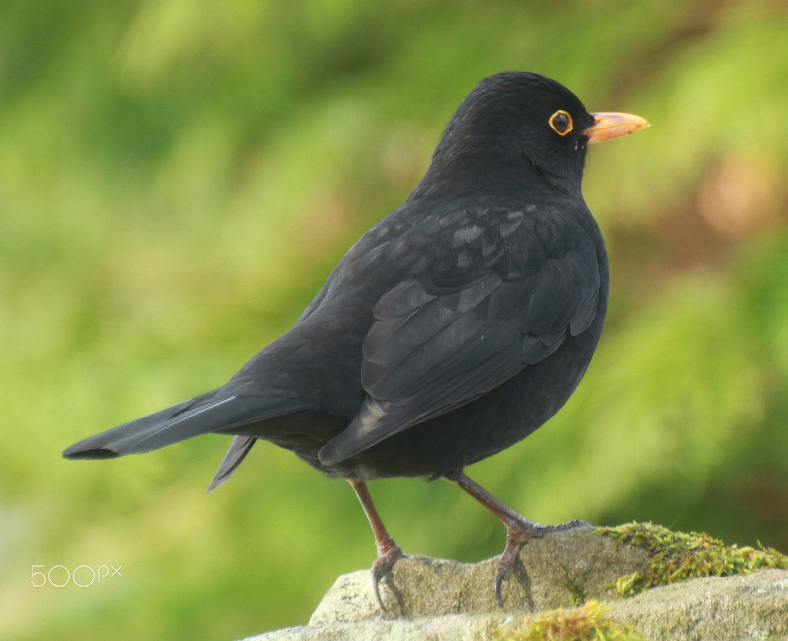 Canon EOS 7D + Tamron SP 35mm F1.8 Di VC USD sample photo. Male blackbird photography