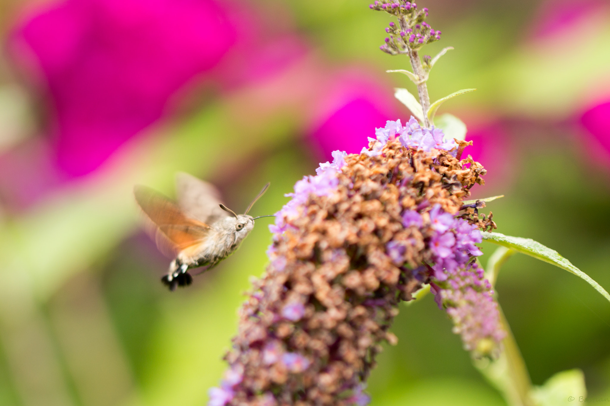 Nikon D3200 sample photo. Hummingbird hawk-moth photography
