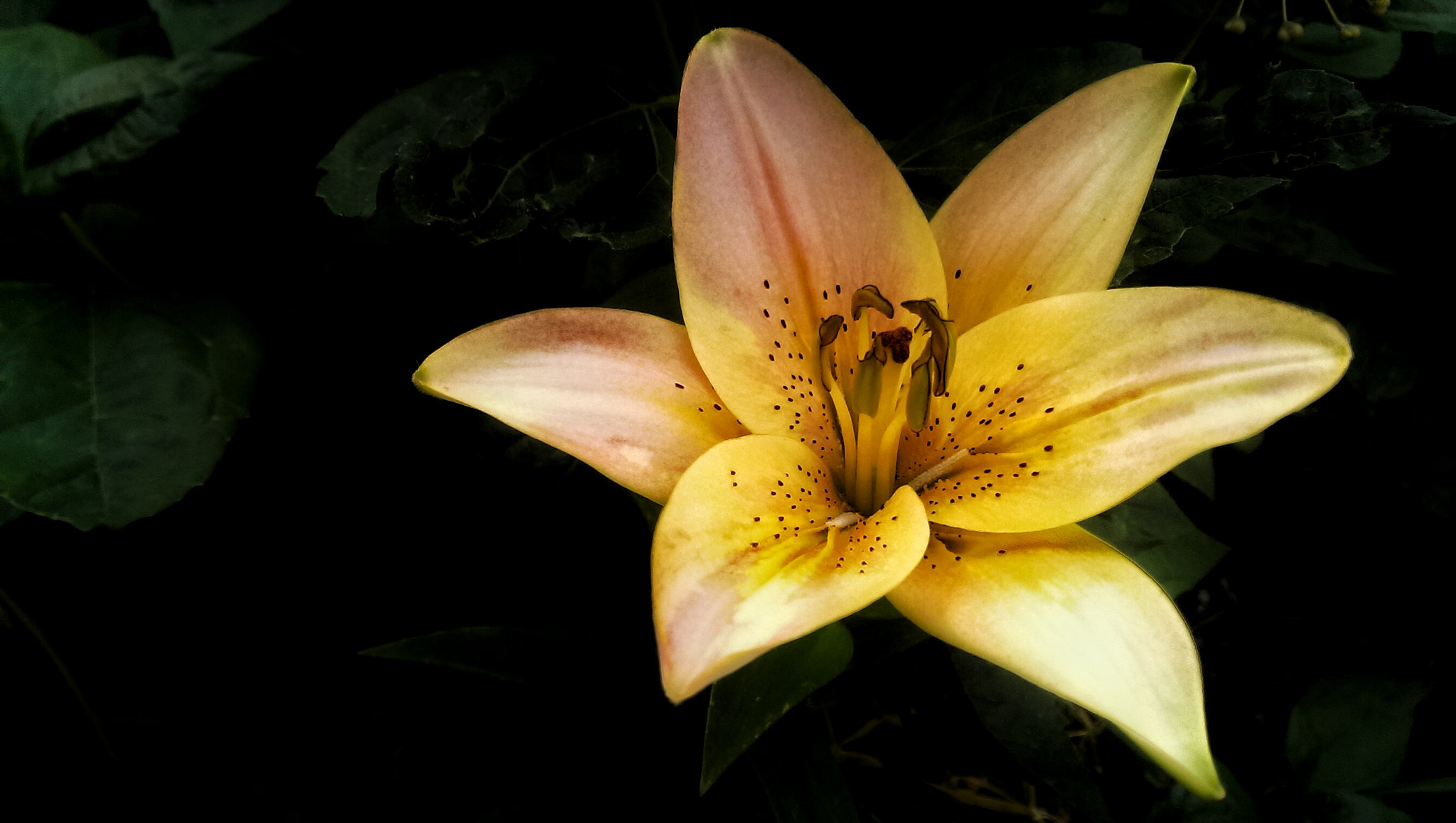 HTC ONE GOOGLE PLAY EDITION sample photo. Flower photography