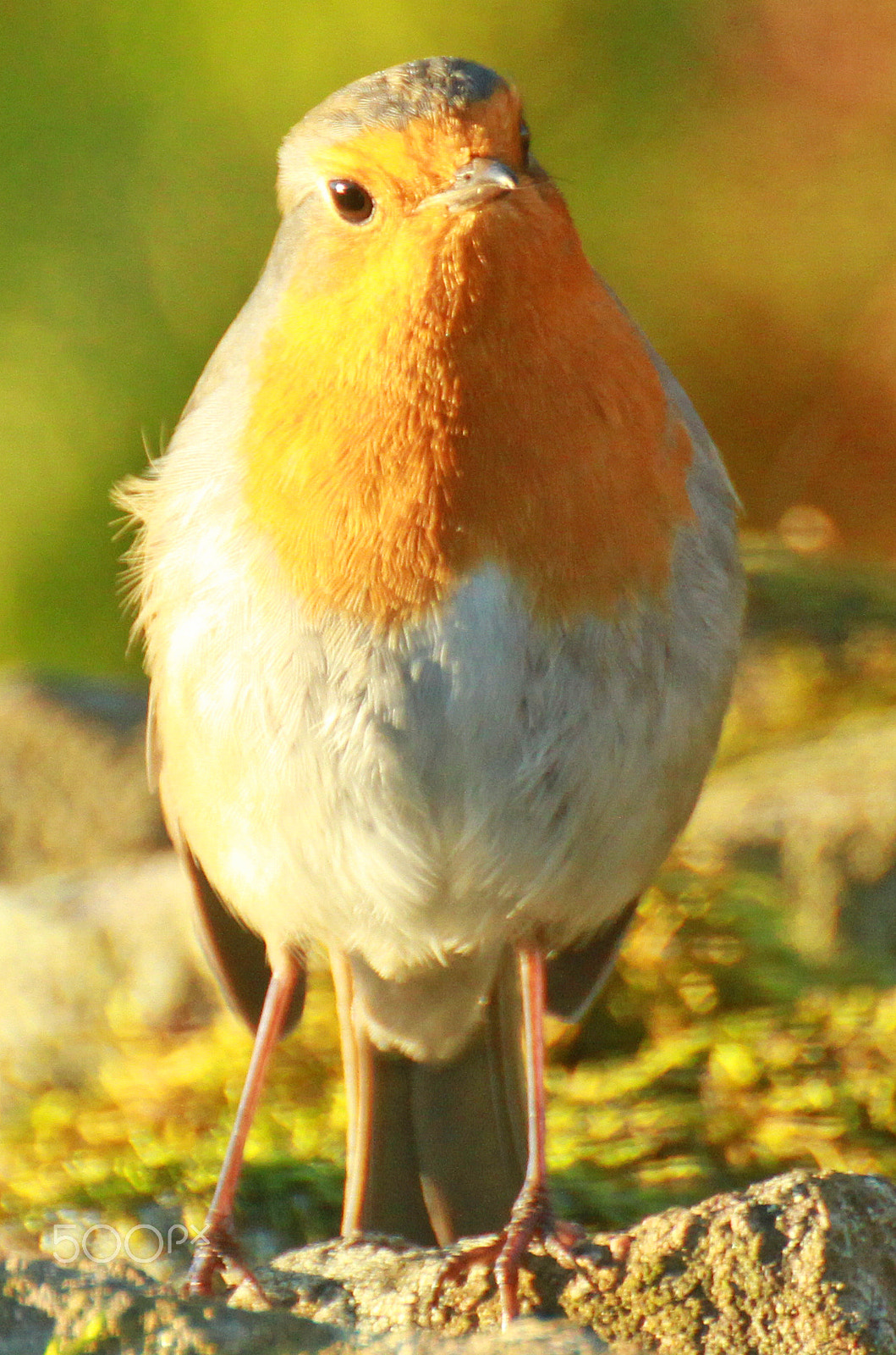 Canon EOS 7D sample photo. Robin in the sunset photography