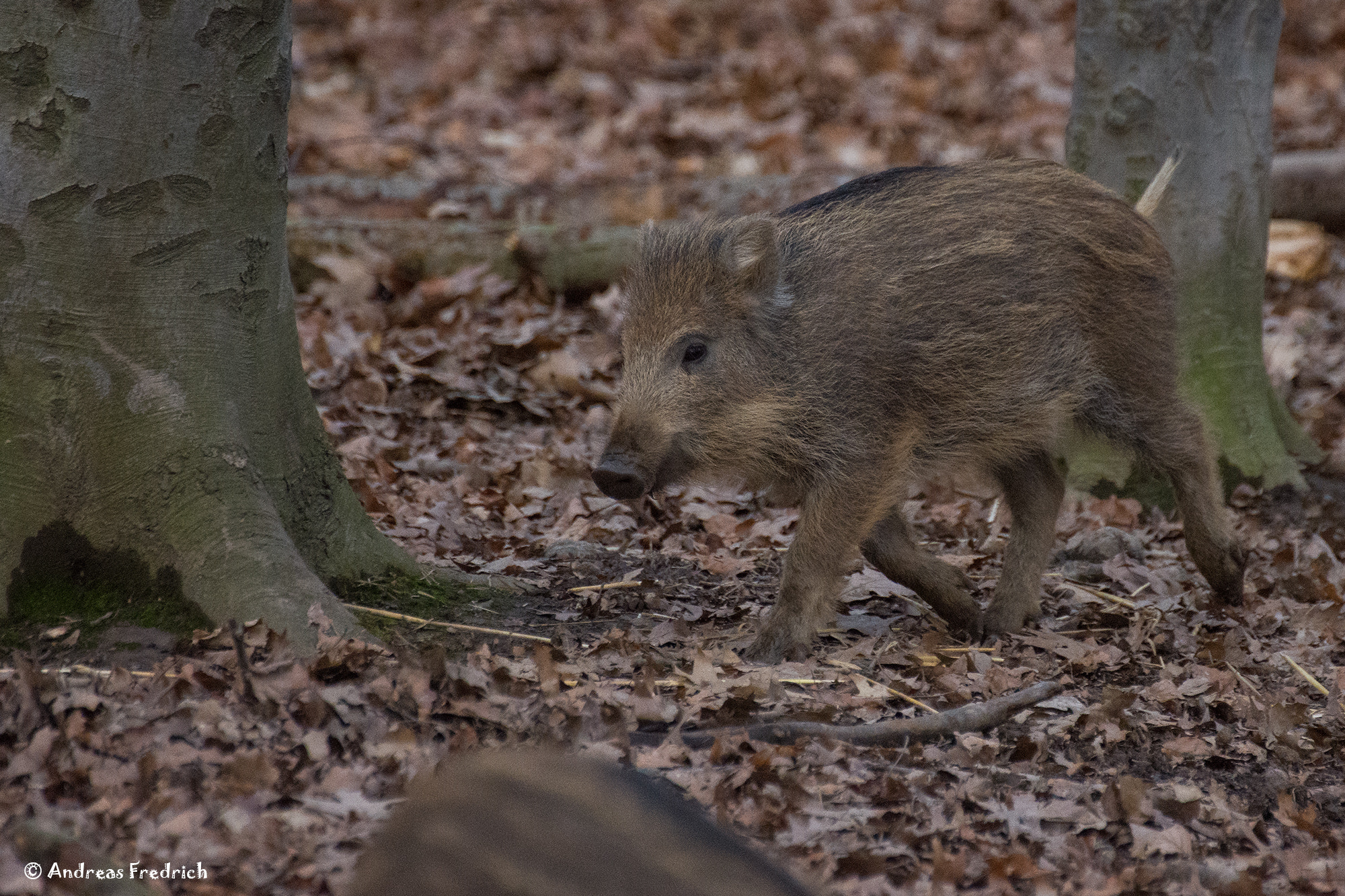 Nikon D7200 sample photo. Cutepig photography