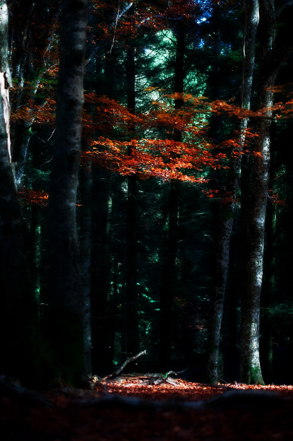 Nikon AF-S Nikkor 70-200mm F4G ED VR sample photo. Light photography