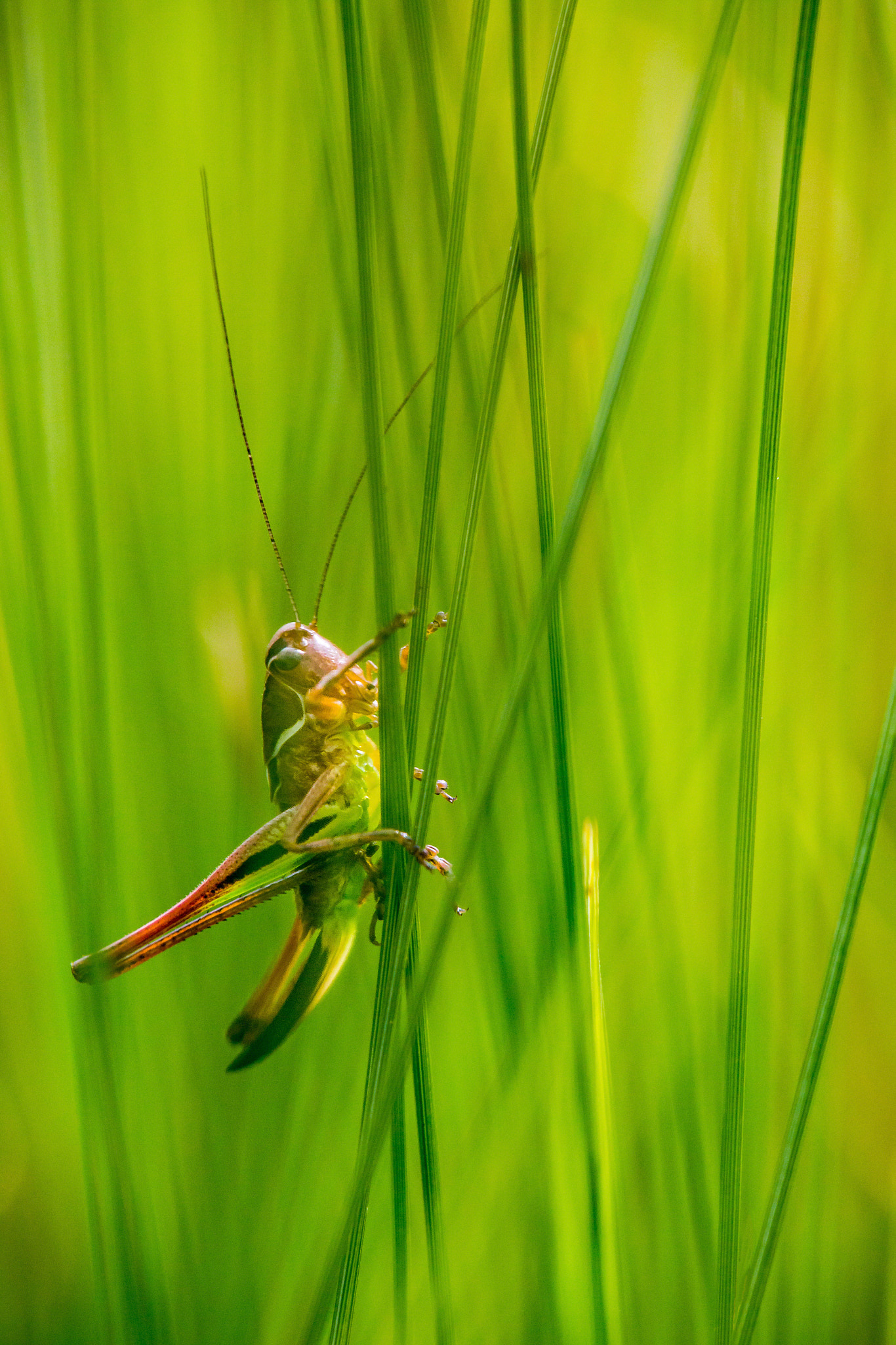 Tamron SP AF 180mm F3.5 Di LD (IF) Macro sample photo. Grasshopper photography