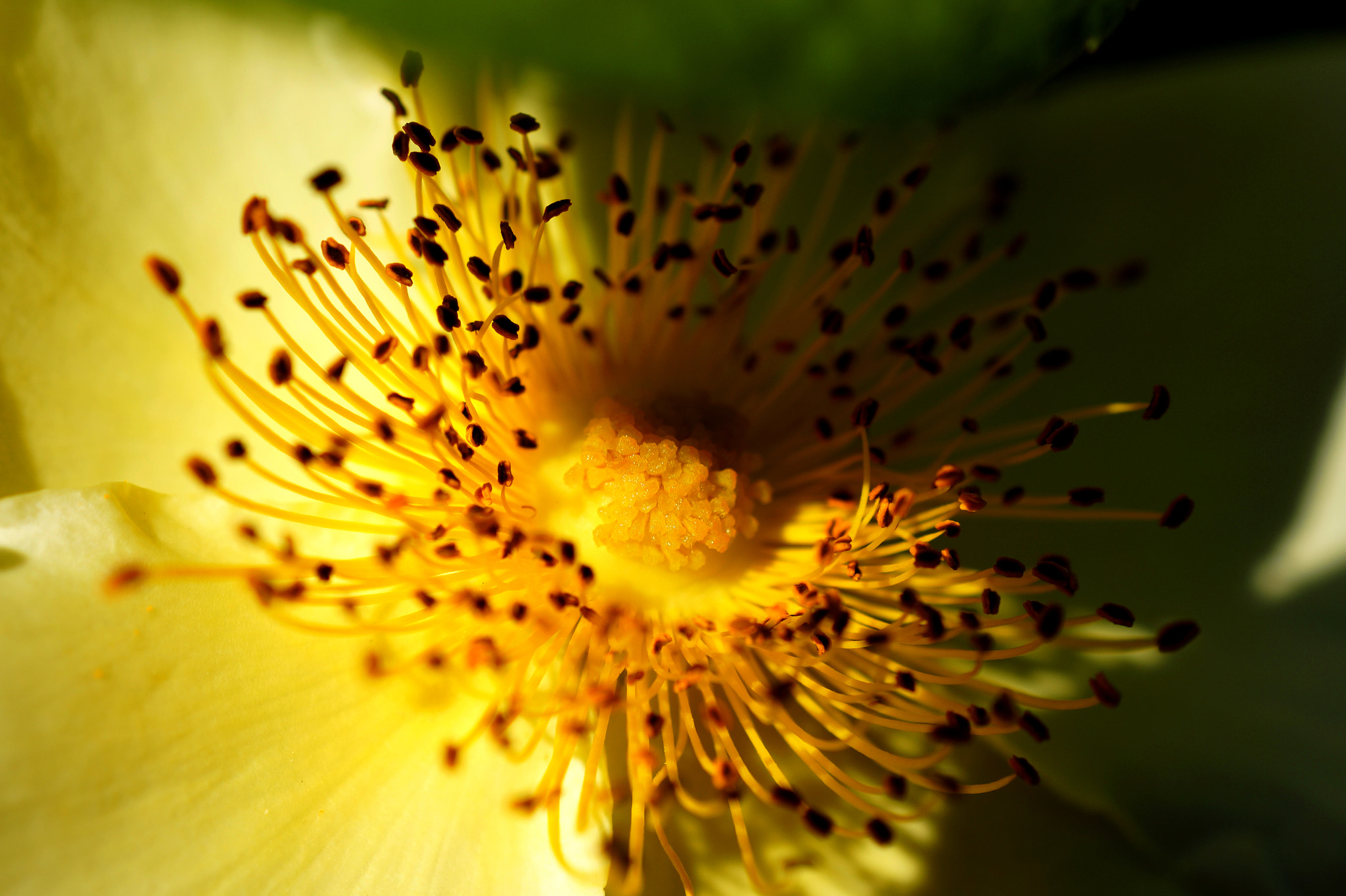 Sony SLT-A58 + Sony DT 30mm F2.8 Macro SAM sample photo. A naked flower photography