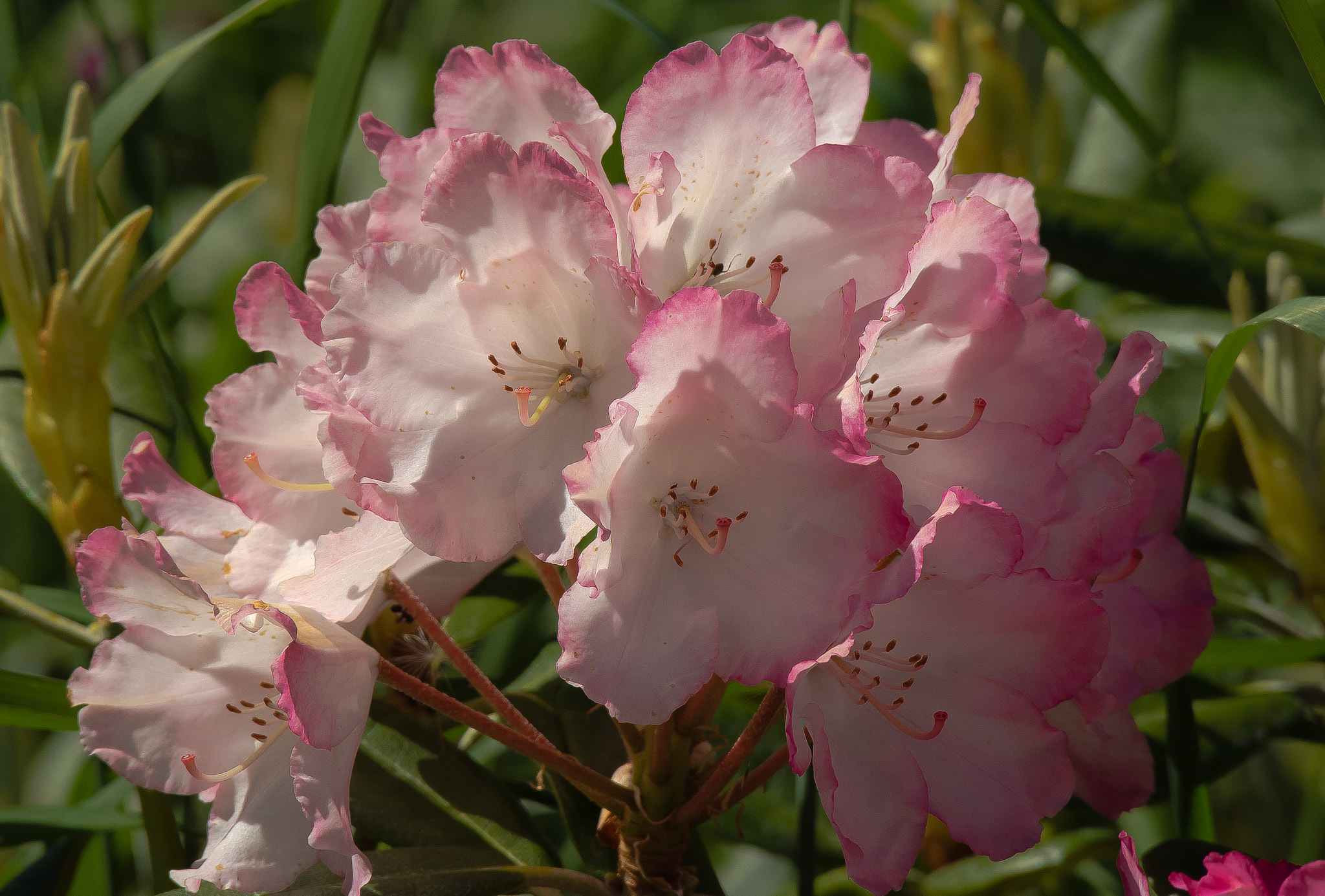 Canon EOS M3 sample photo. The beauty of a flower photography
