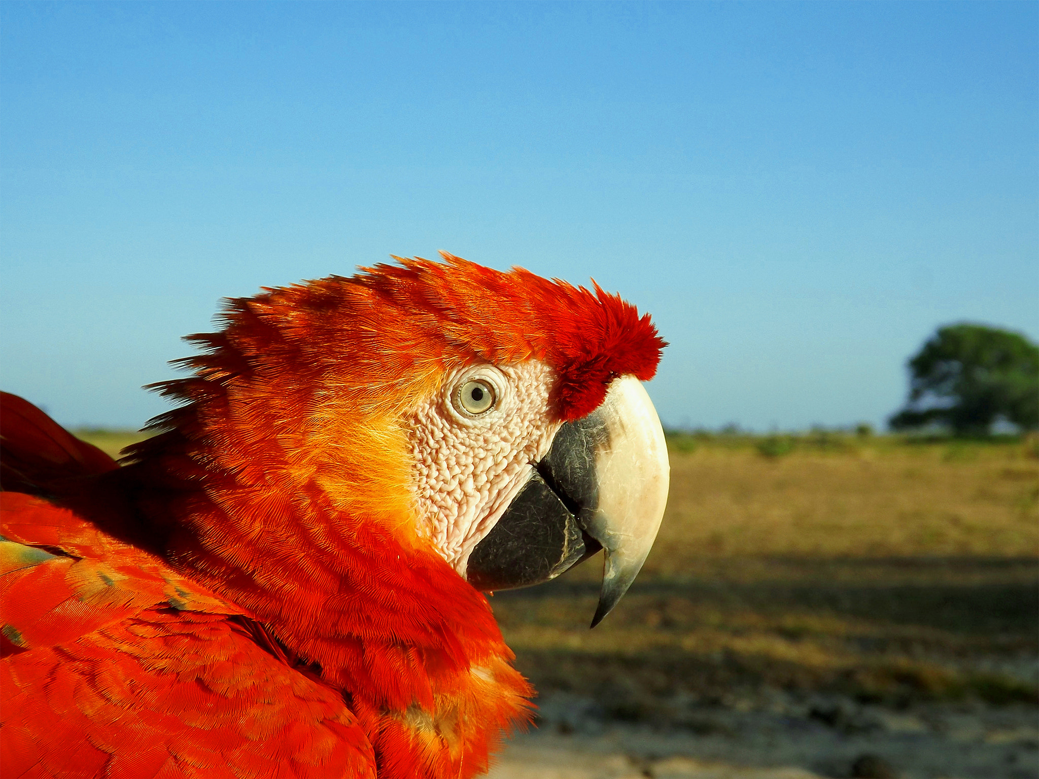 Fujifilm FinePix SL300 sample photo. Red macaw of the casanarito photography