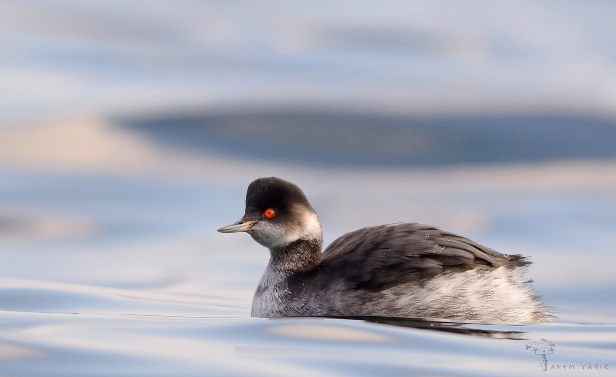 Nikon D7100 + AF Micro-Nikkor 105mm f/2.8 sample photo. Black-necked grebe photography