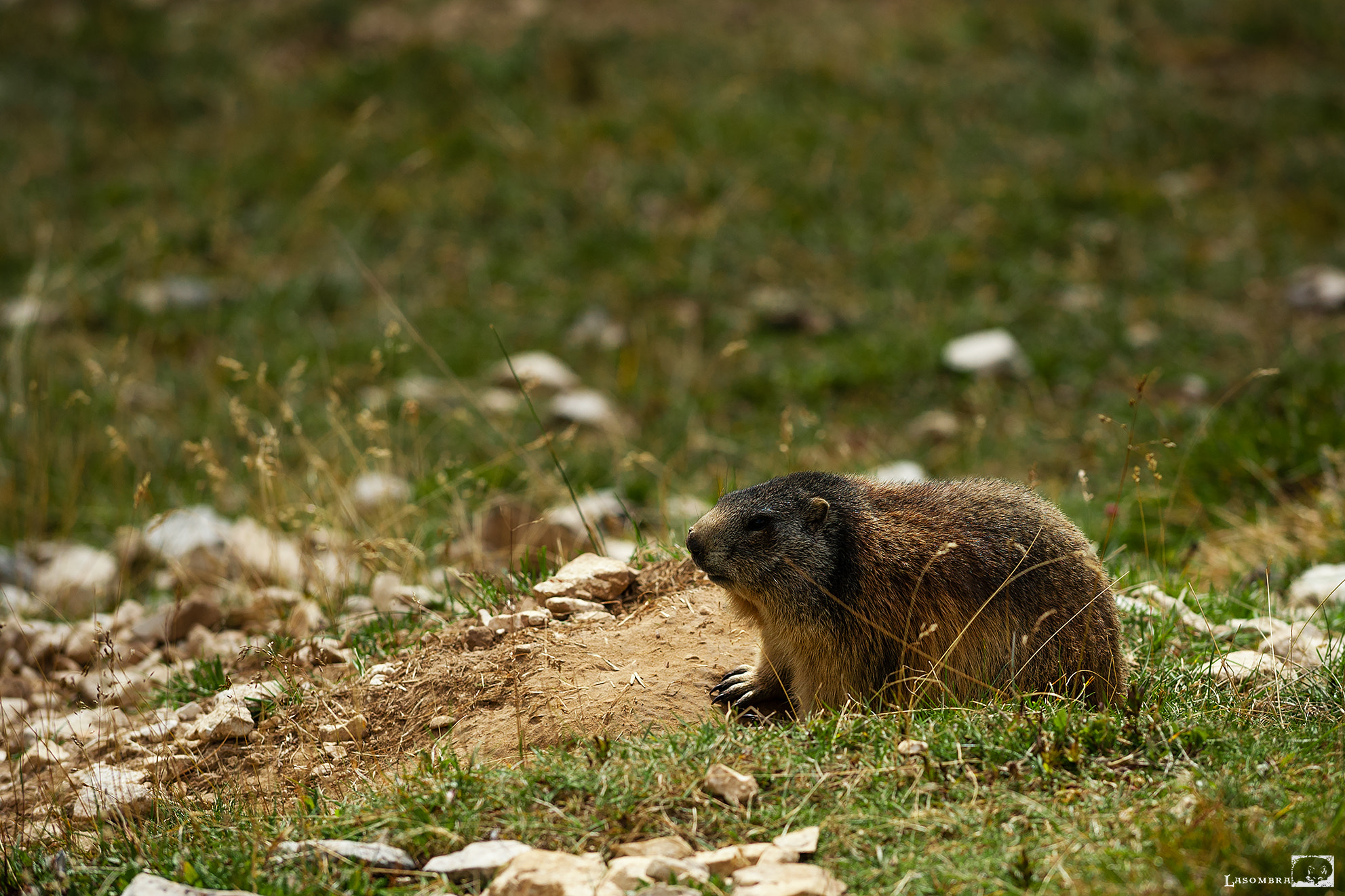 Nikon D3 sample photo. Marmot photography