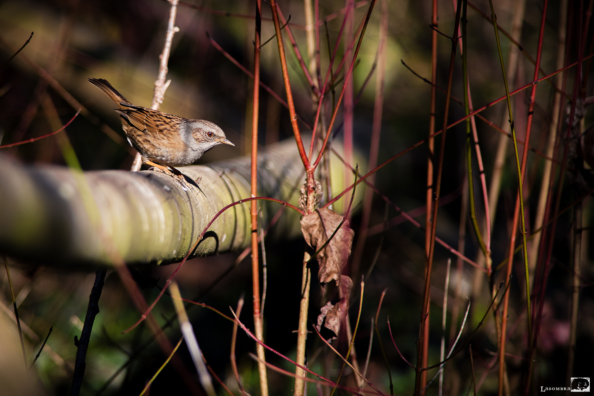 Nikon AF-S Nikkor 300mm F2.8G ED VR II sample photo. Dunnock photography