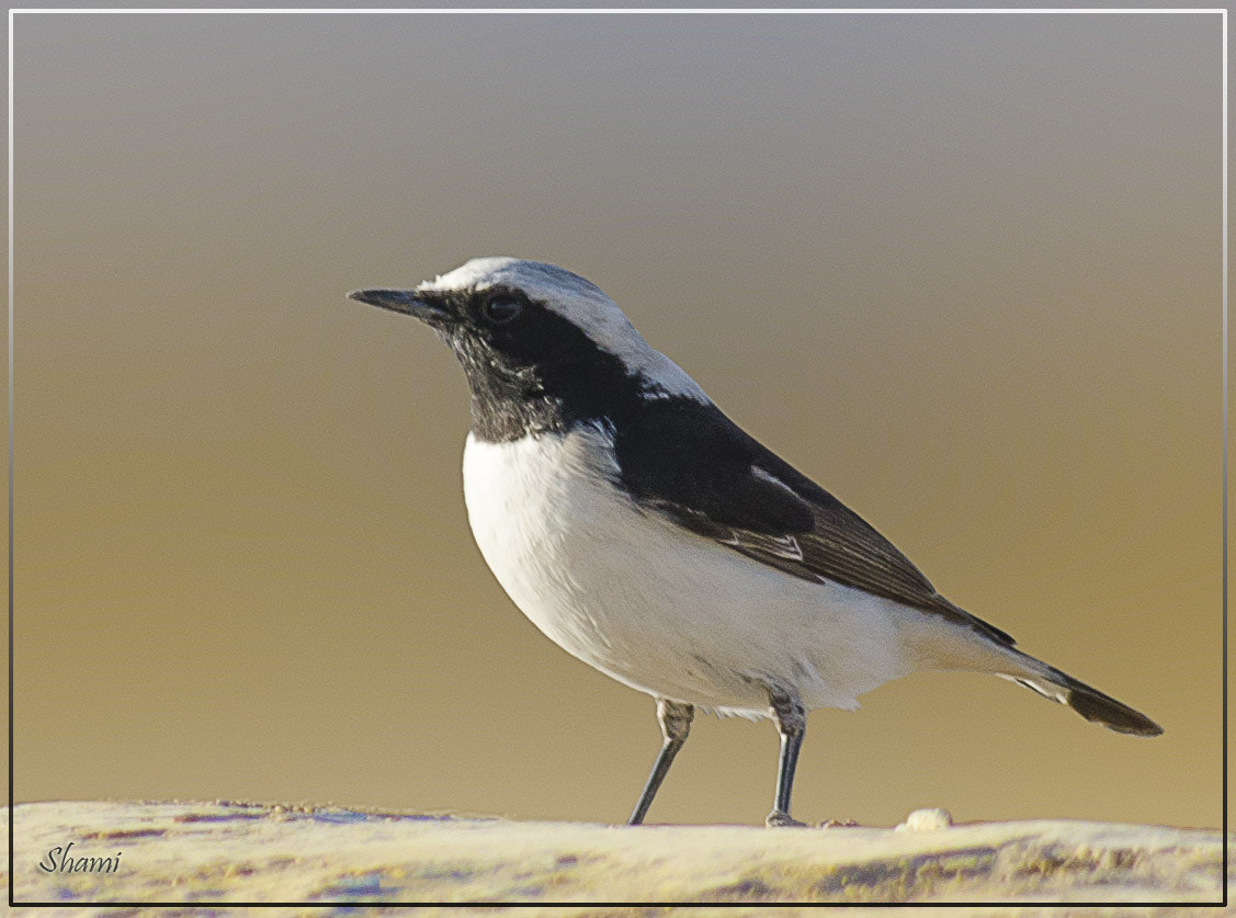 Nikon AF-S Nikkor 300mm F2.8G ED VR II sample photo. Finch's wheatear (male) photography