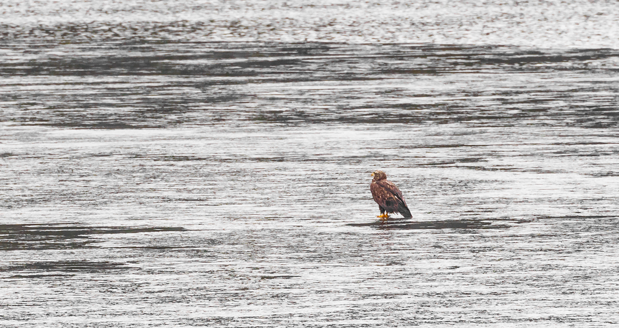 Canon EF 70-300mm F4-5.6L IS USM sample photo. Lone eagle on the ice photography