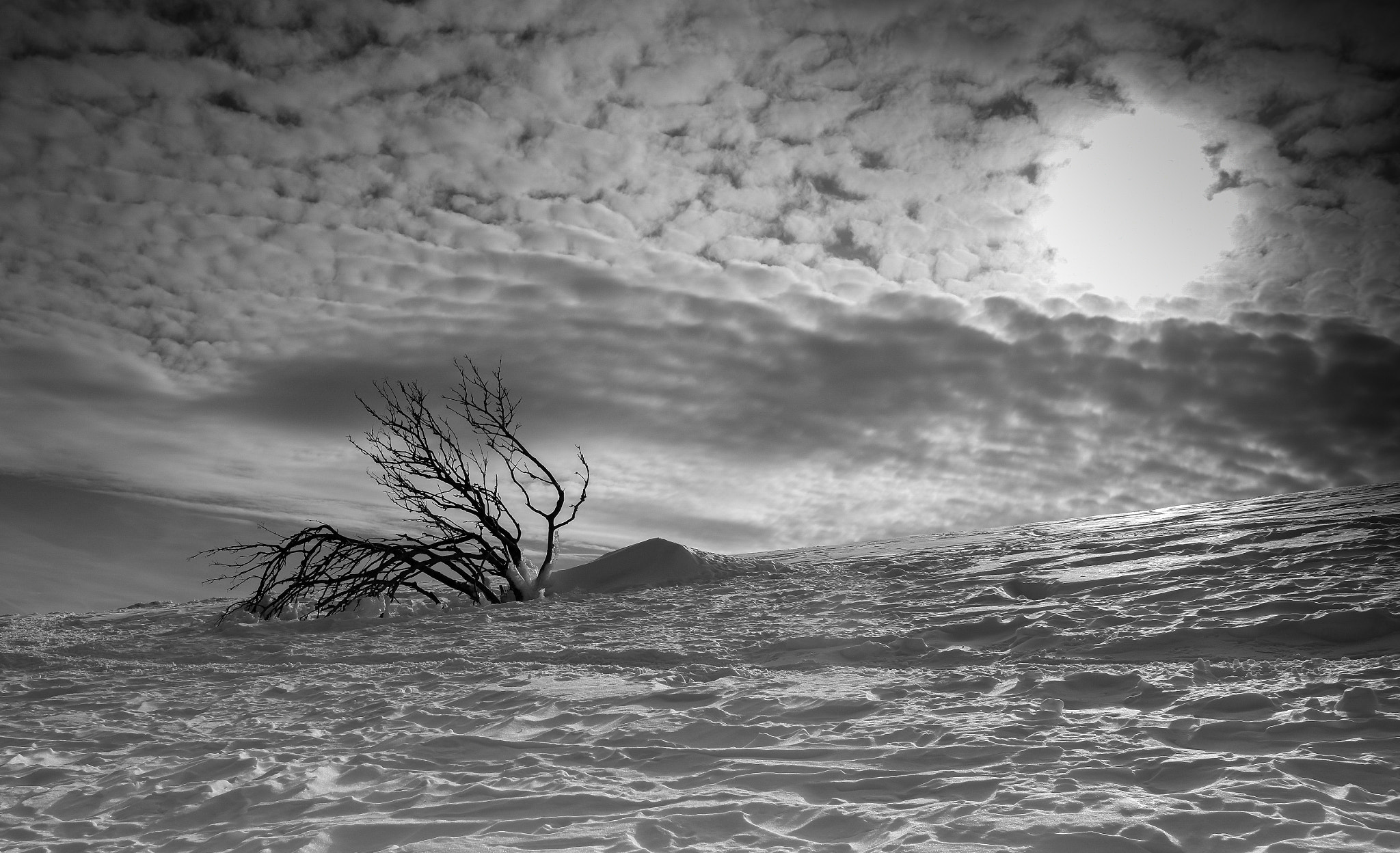 Sigma 18-200mm F3.5-6.3 II DC OS HSM sample photo. Arbre dans la neige photography