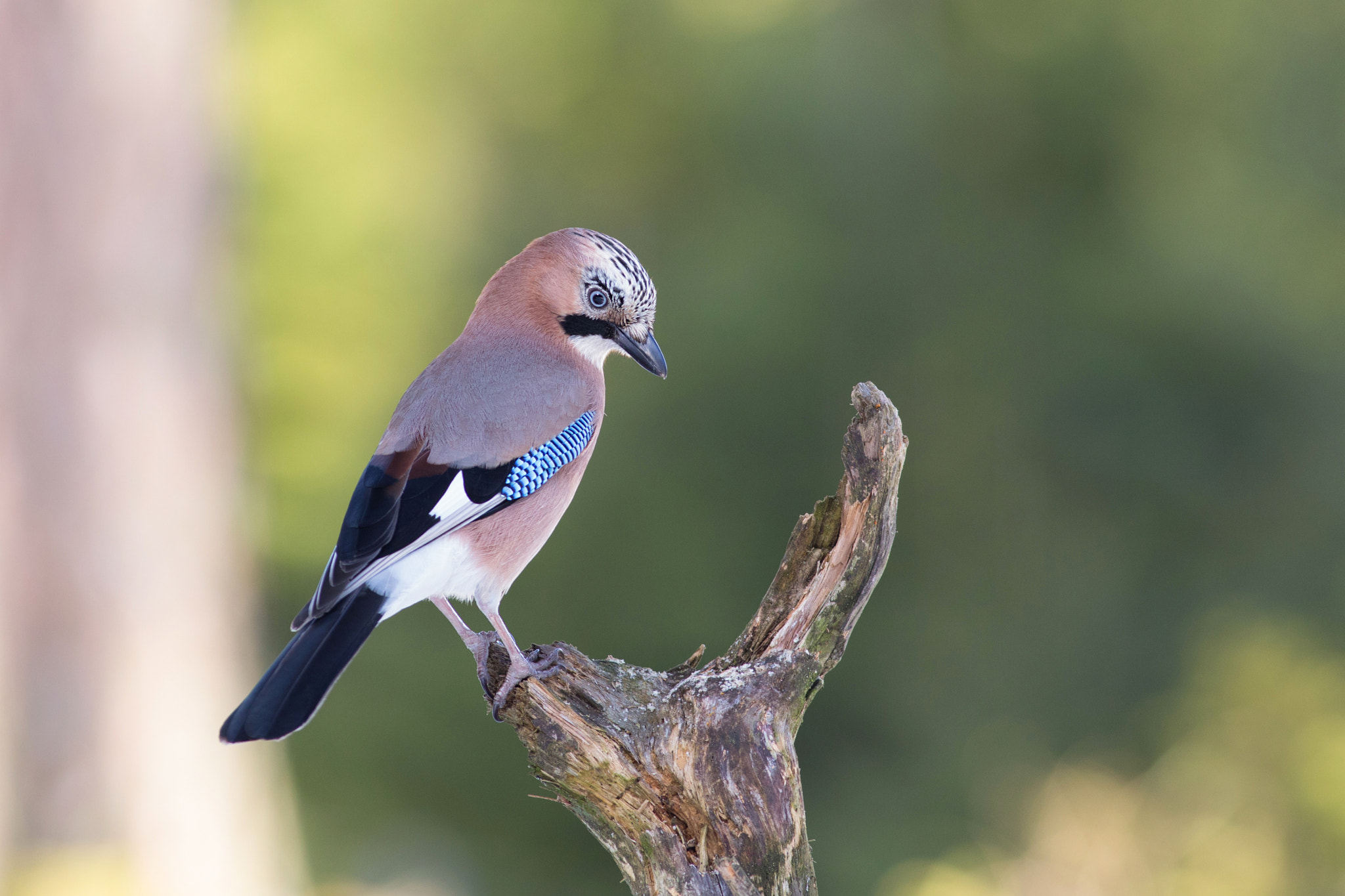 Canon EF 400mm F5.6L USM sample photo. Sojka obecná (garrulus glandarius

 photography