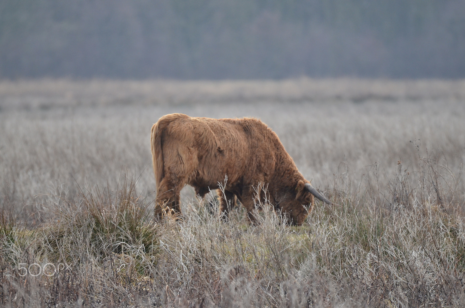 Sigma 150-600mm F5-6.3 DG OS HSM | S sample photo. Erik wories album photography
