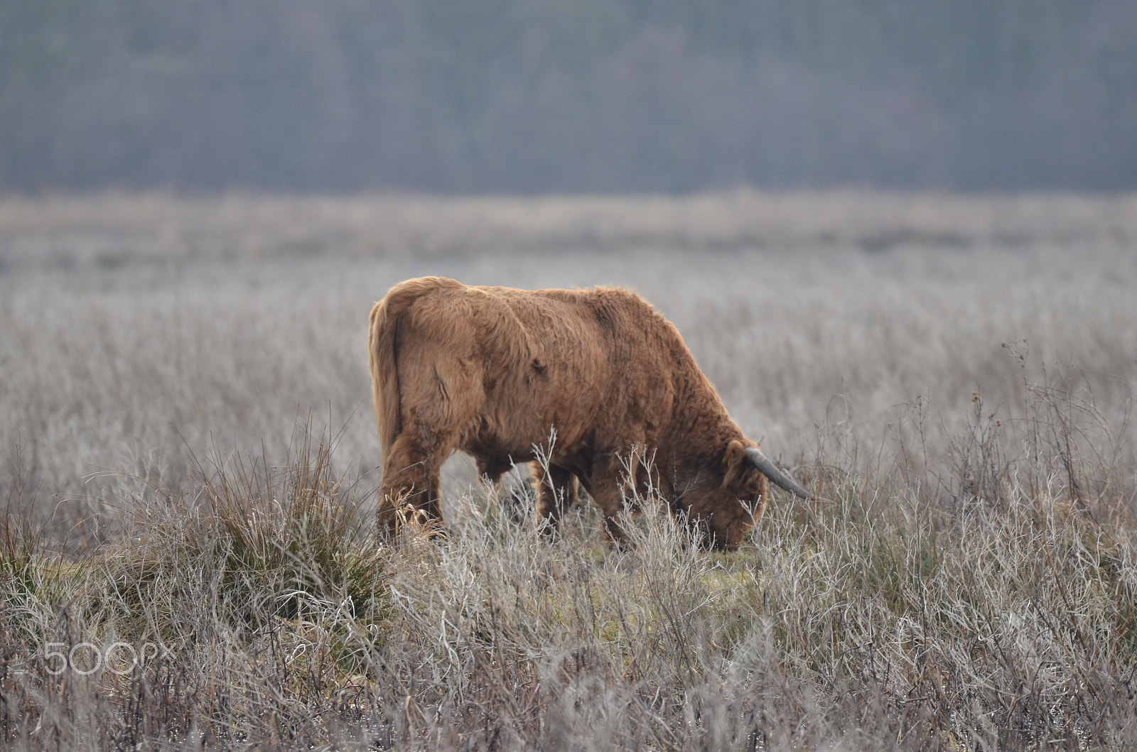 Nikon D7000 + Sigma 150-600mm F5-6.3 DG OS HSM | S sample photo. Erik wories album photography