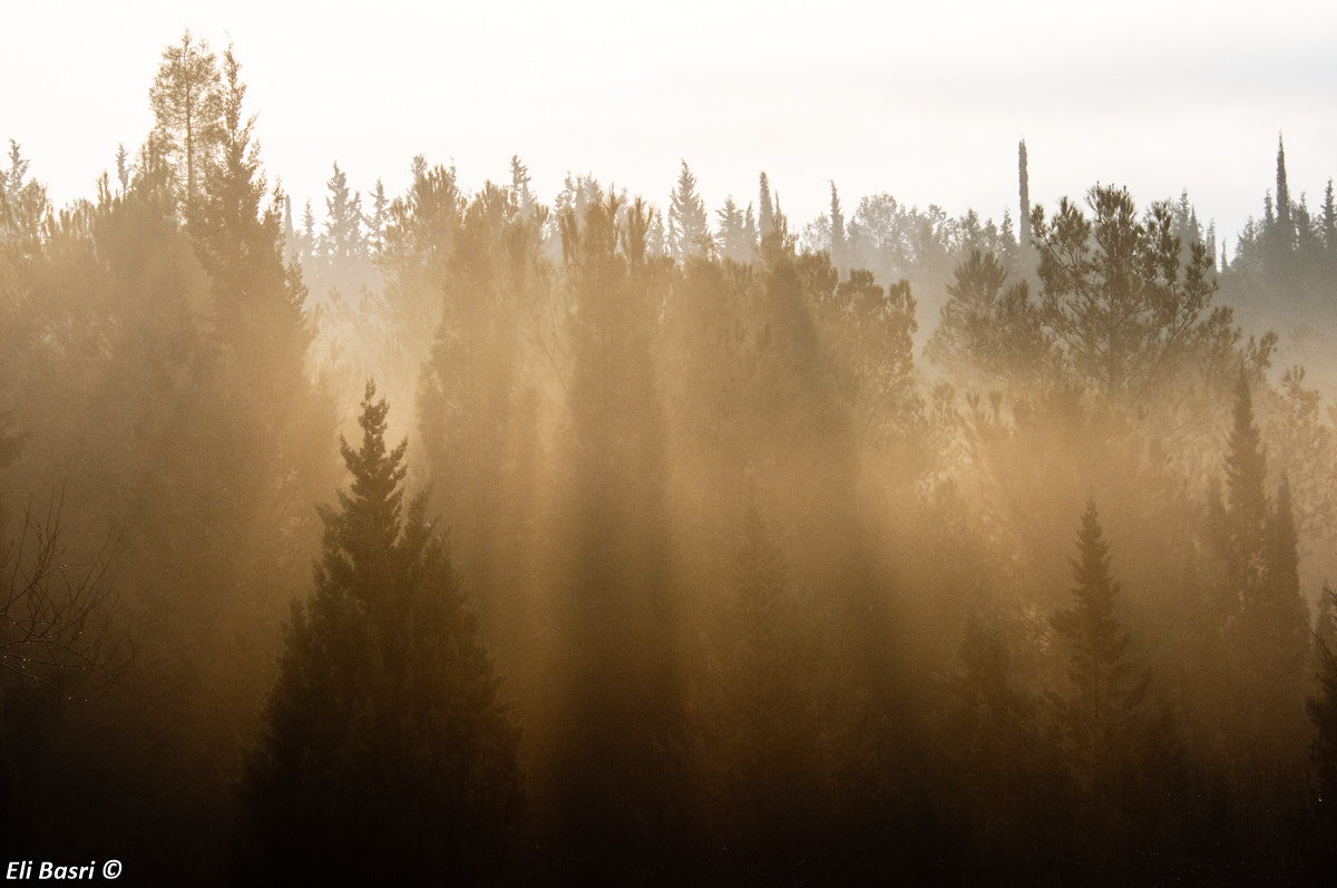 Nikon D300S sample photo. The forest photography