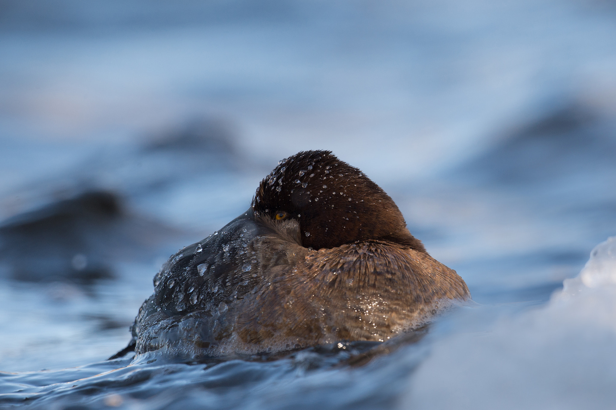 Nikon AF-S Nikkor 800mm F5.6E FL ED VR sample photo. Petit fuligule, aythaya affinis, lesser scaup photography