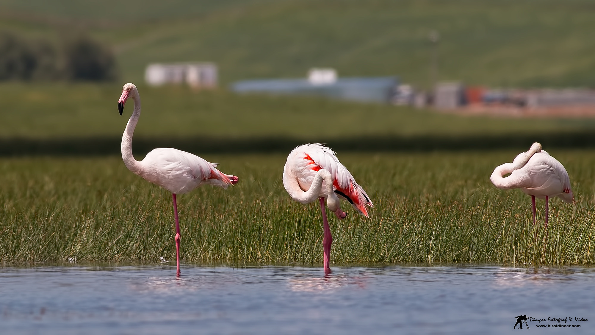 Canon EOS 70D + Canon EF 400mm F5.6L USM sample photo. Flamingo photography