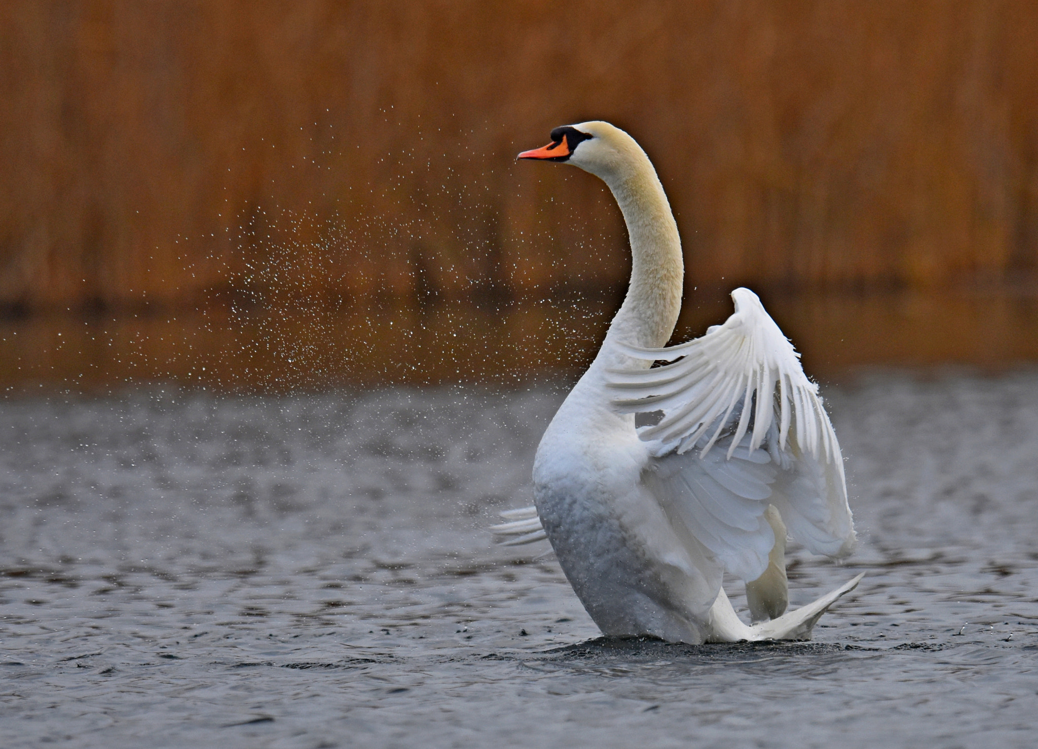 Nikon D7200 + Nikon AF-S Nikkor 600mm F4G ED VR sample photo. Mute swan photography