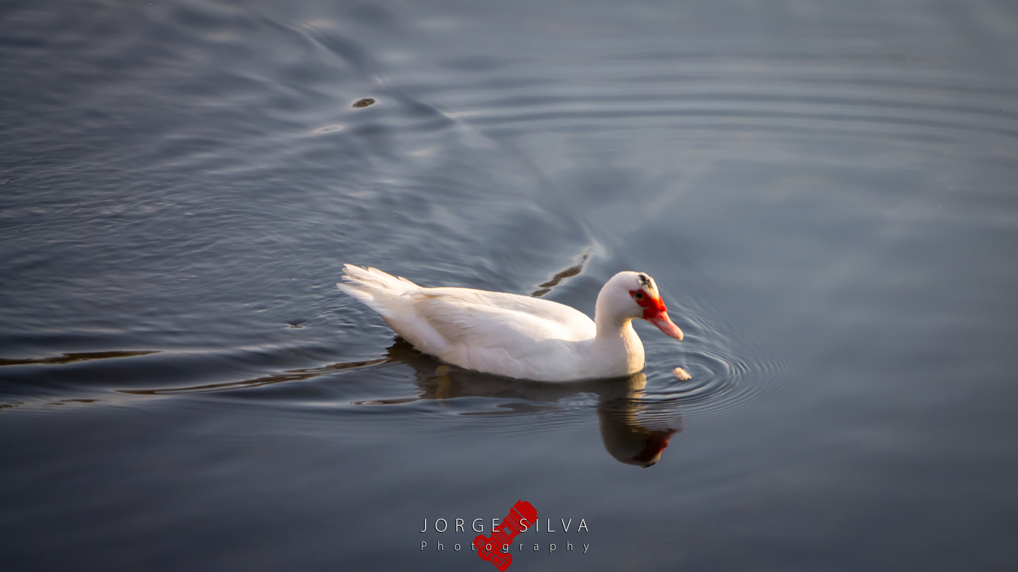 Canon EOS 1100D (EOS Rebel T3 / EOS Kiss X50) sample photo. White duck photography