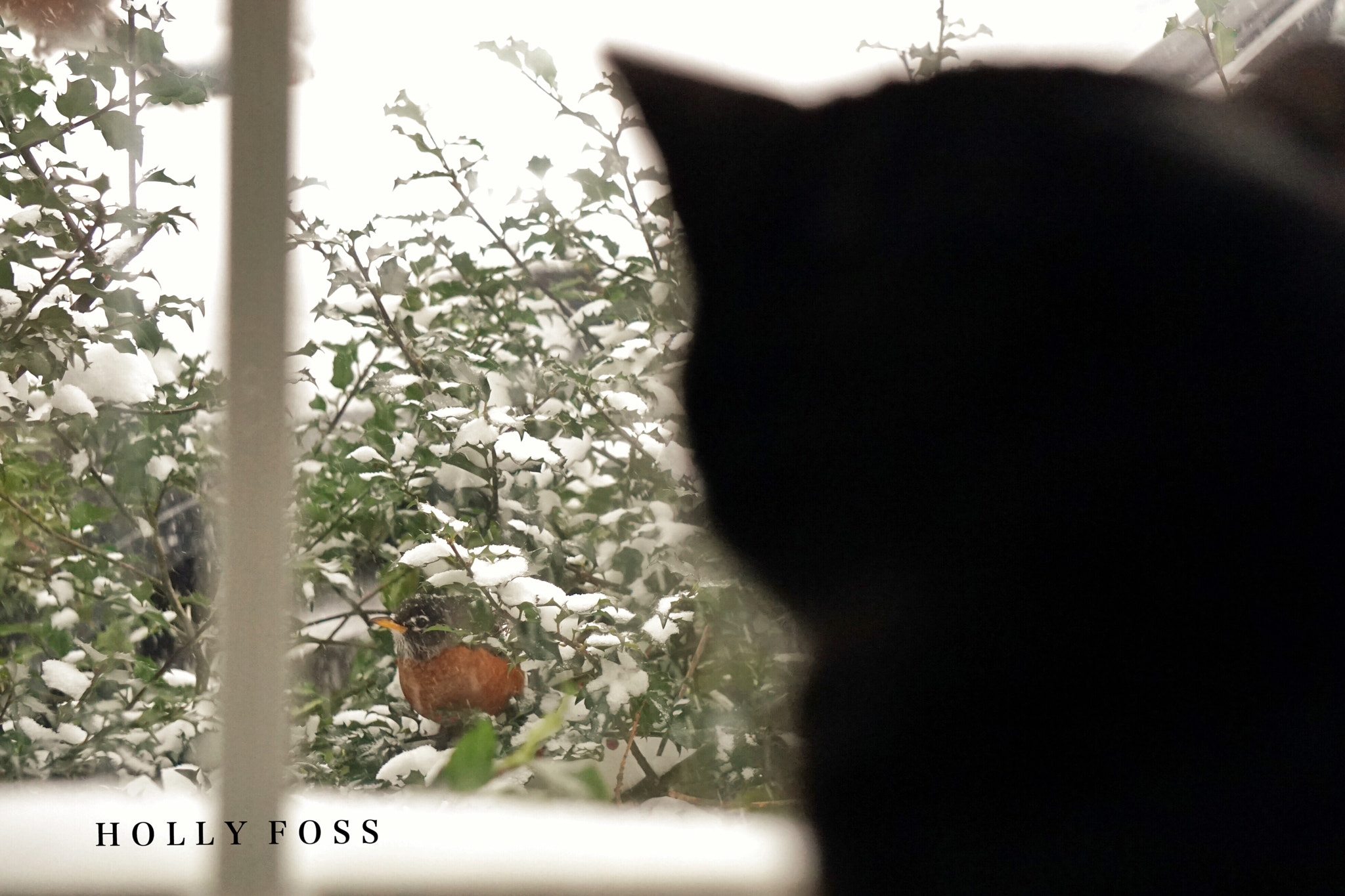 Sony FE 24-240mm F3.5-6.3 OSS sample photo. Otis is bird watching. photography