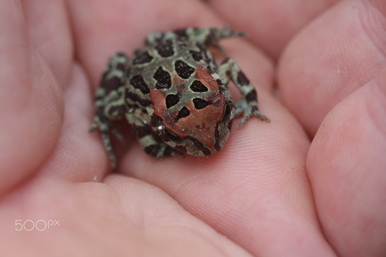 Canon EF 100mm F2.8 Macro USM sample photo. Western cape leopard toad photography