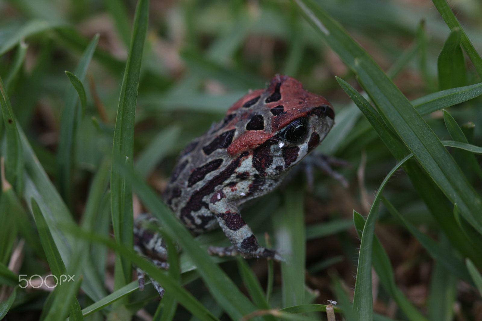 Canon EF 100mm F2.8 Macro USM sample photo. Juvenile western cape leopard toad photography
