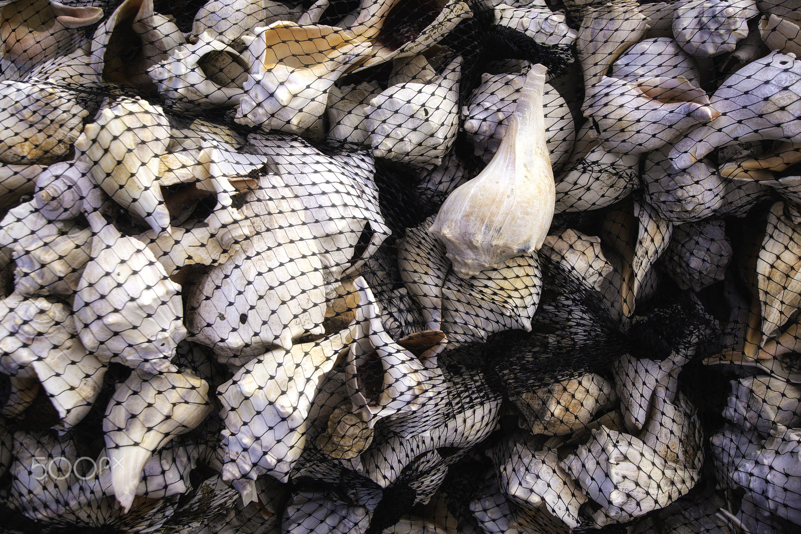 Nikon D800E sample photo. Conch shells, port norris, nj photography