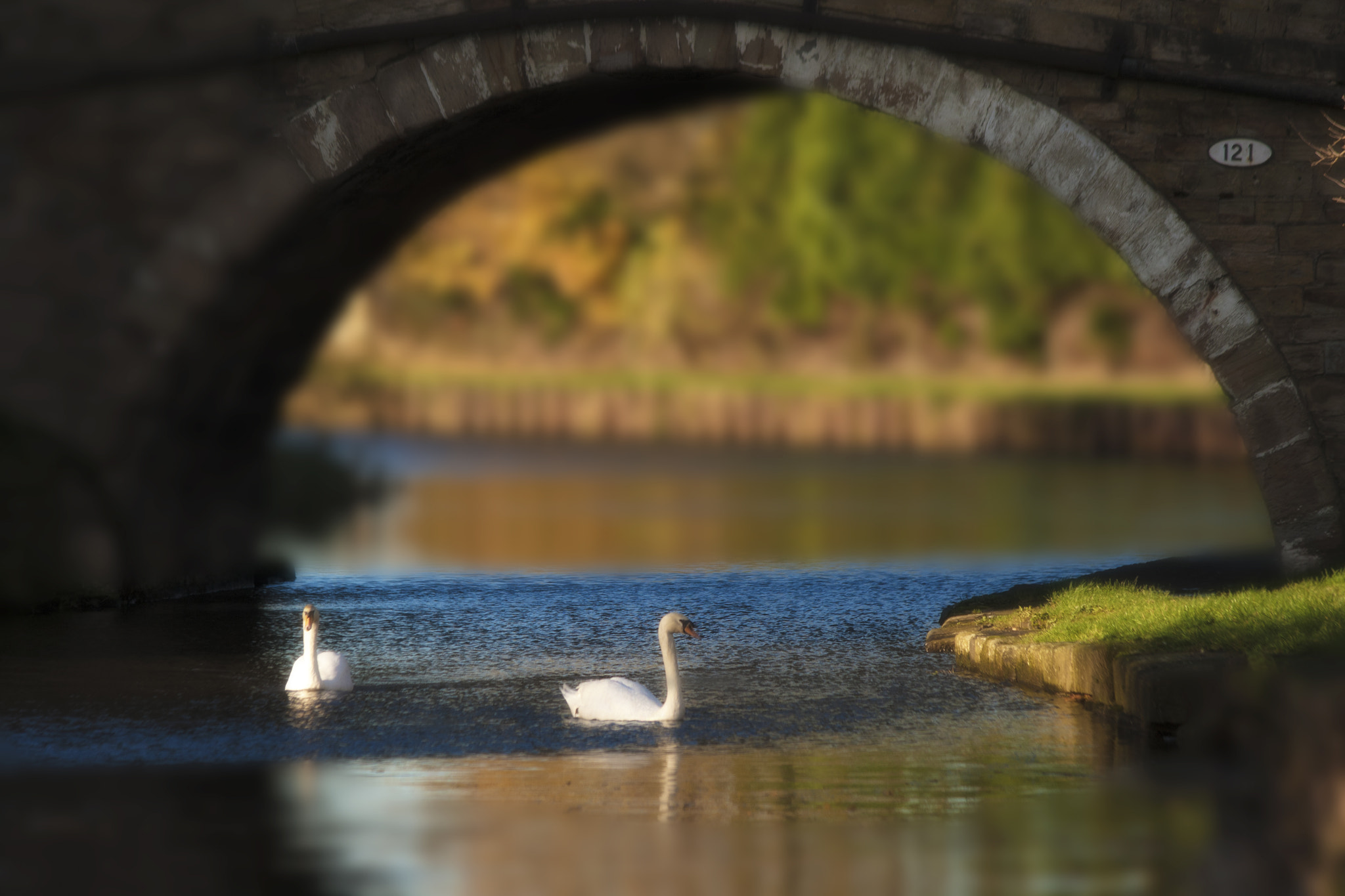 Canon EF 70-300mm F4-5.6 IS USM sample photo. Swanning around photography