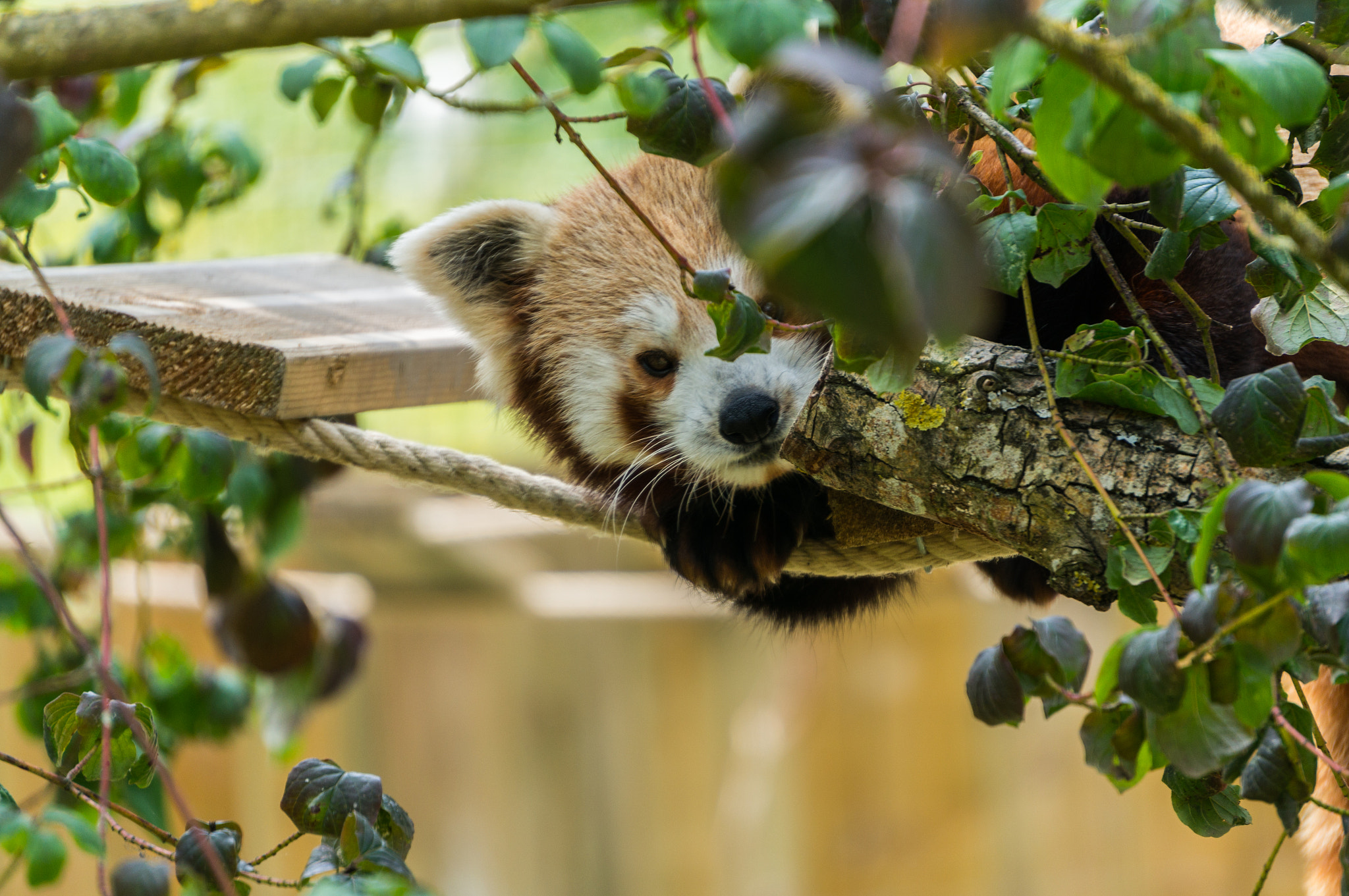 Sony Alpha NEX-6 + Sony E 55-210mm F4.5-6.3 OSS sample photo. Firefox photography