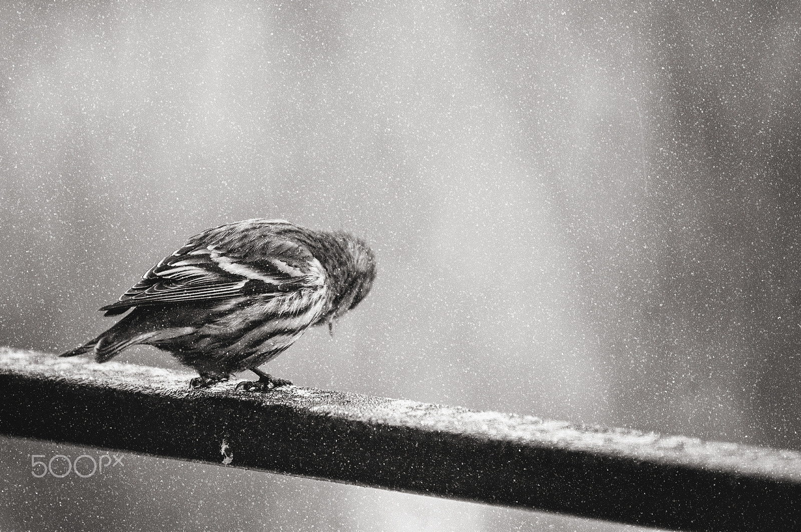 Nikon D300S sample photo. ,,, photography