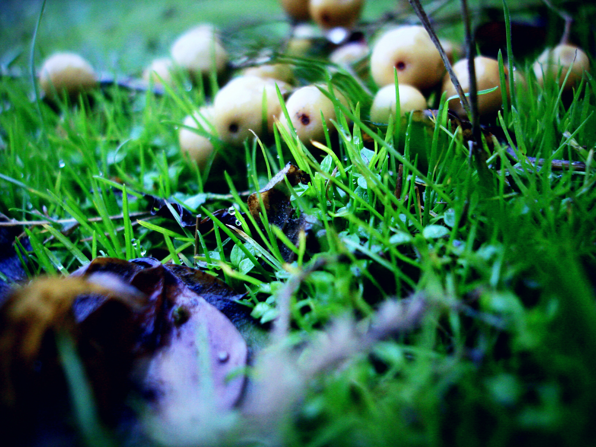 Sony DSC-W100 sample photo. Macro grass photography