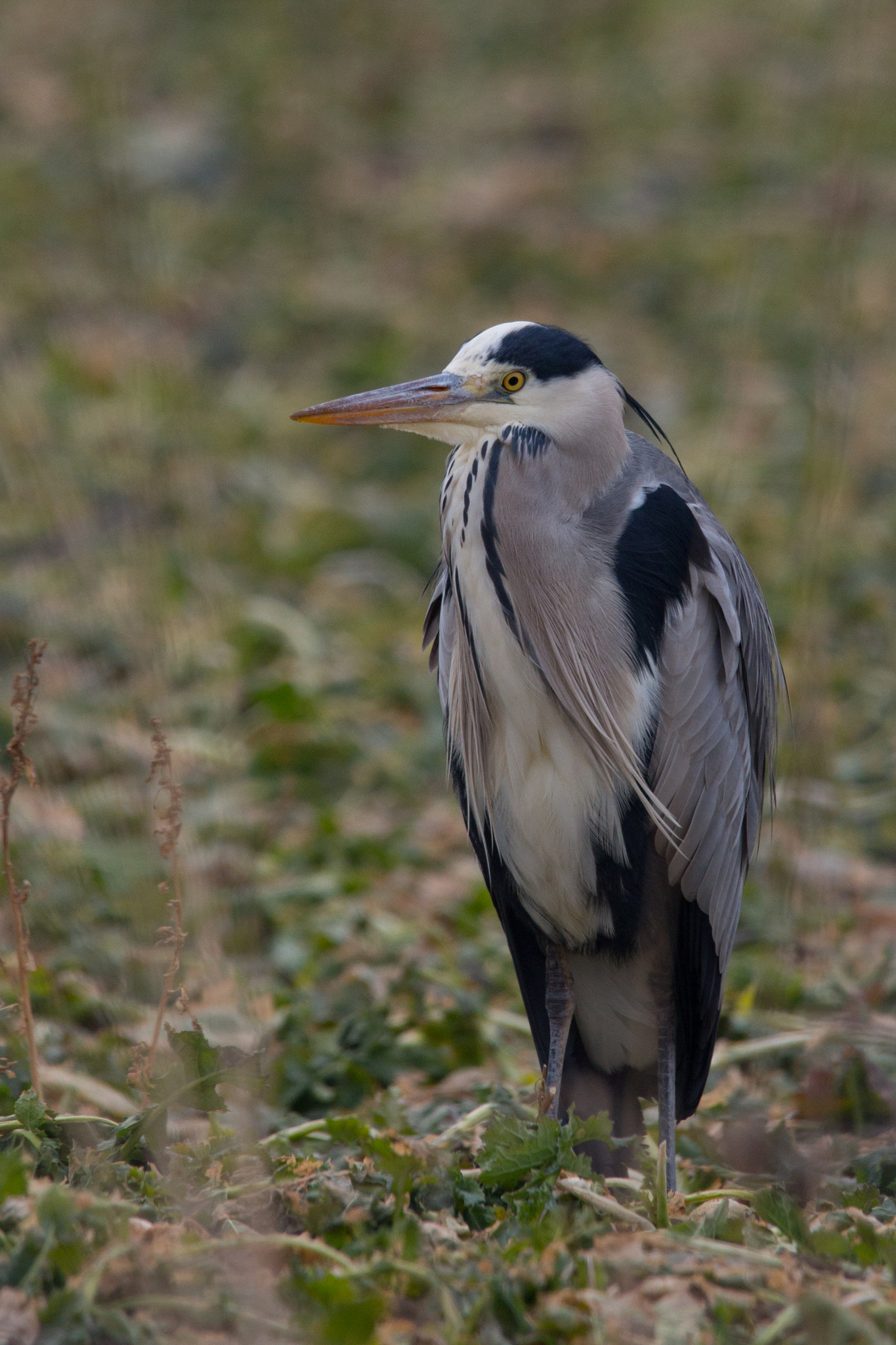 150-600mm F5-6.3 DG OS HSM | Contemporary 015 sample photo. Fishfriend photography