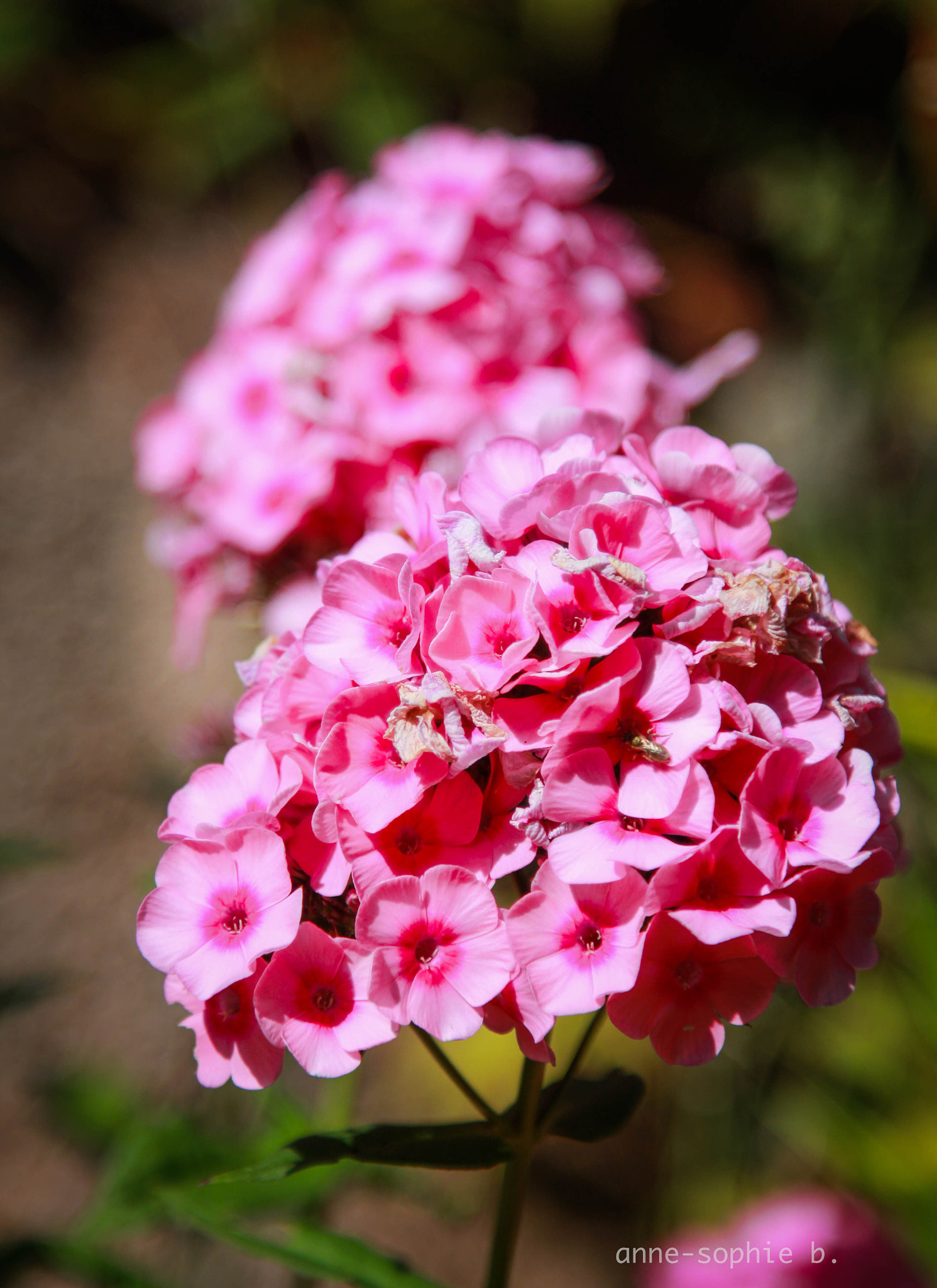 Canon EOS 650D (EOS Rebel T4i / EOS Kiss X6i) sample photo. Img photography