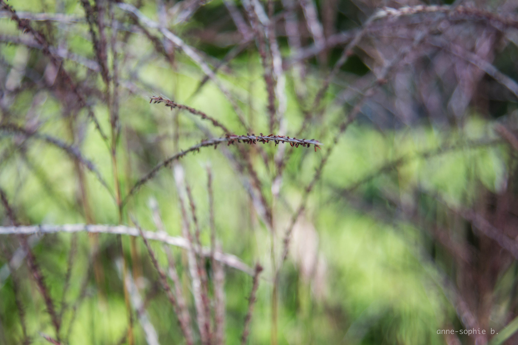 Canon EOS 650D (EOS Rebel T4i / EOS Kiss X6i) sample photo. Img photography