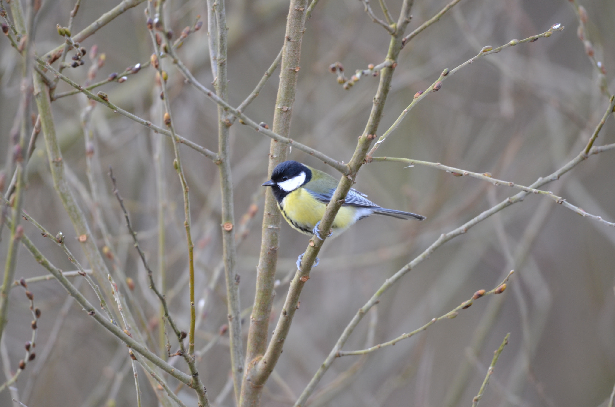 Sigma 150-600mm F5-6.3 DG OS HSM | S sample photo