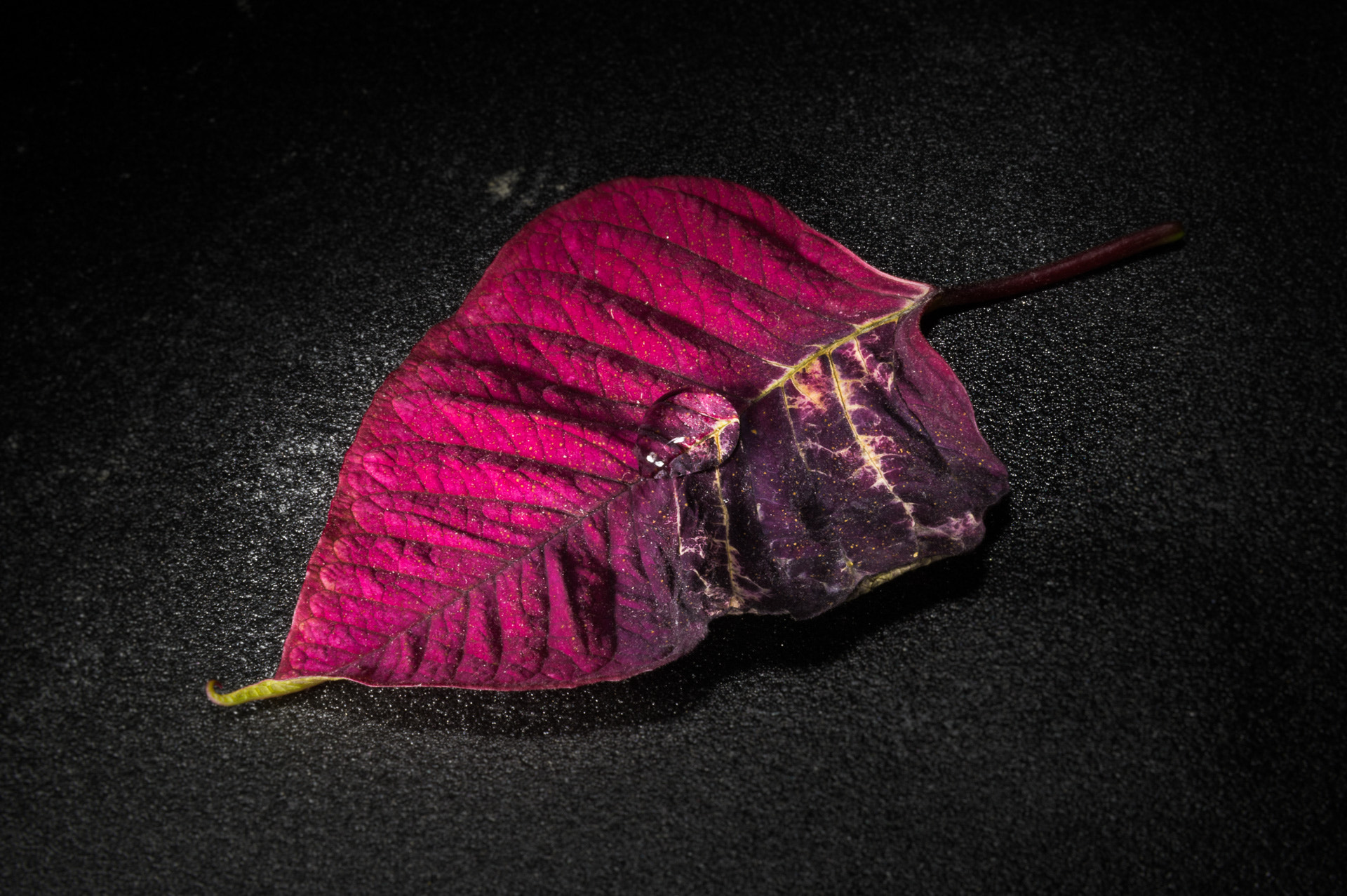 Pentax K-3 + Tamron SP AF 17-50mm F2.8 XR Di II LD Aspherical (IF) sample photo. Water droplet on red leaf photography