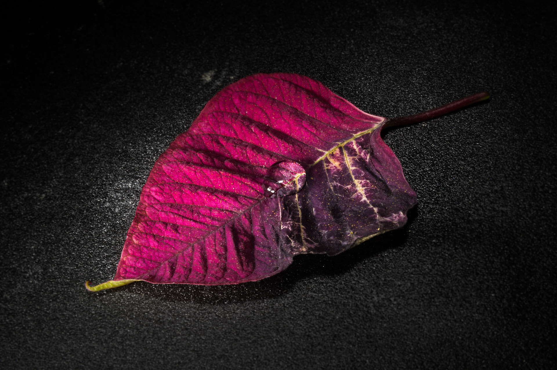 Pentax K-3 sample photo. Water droplet on red leaf photography