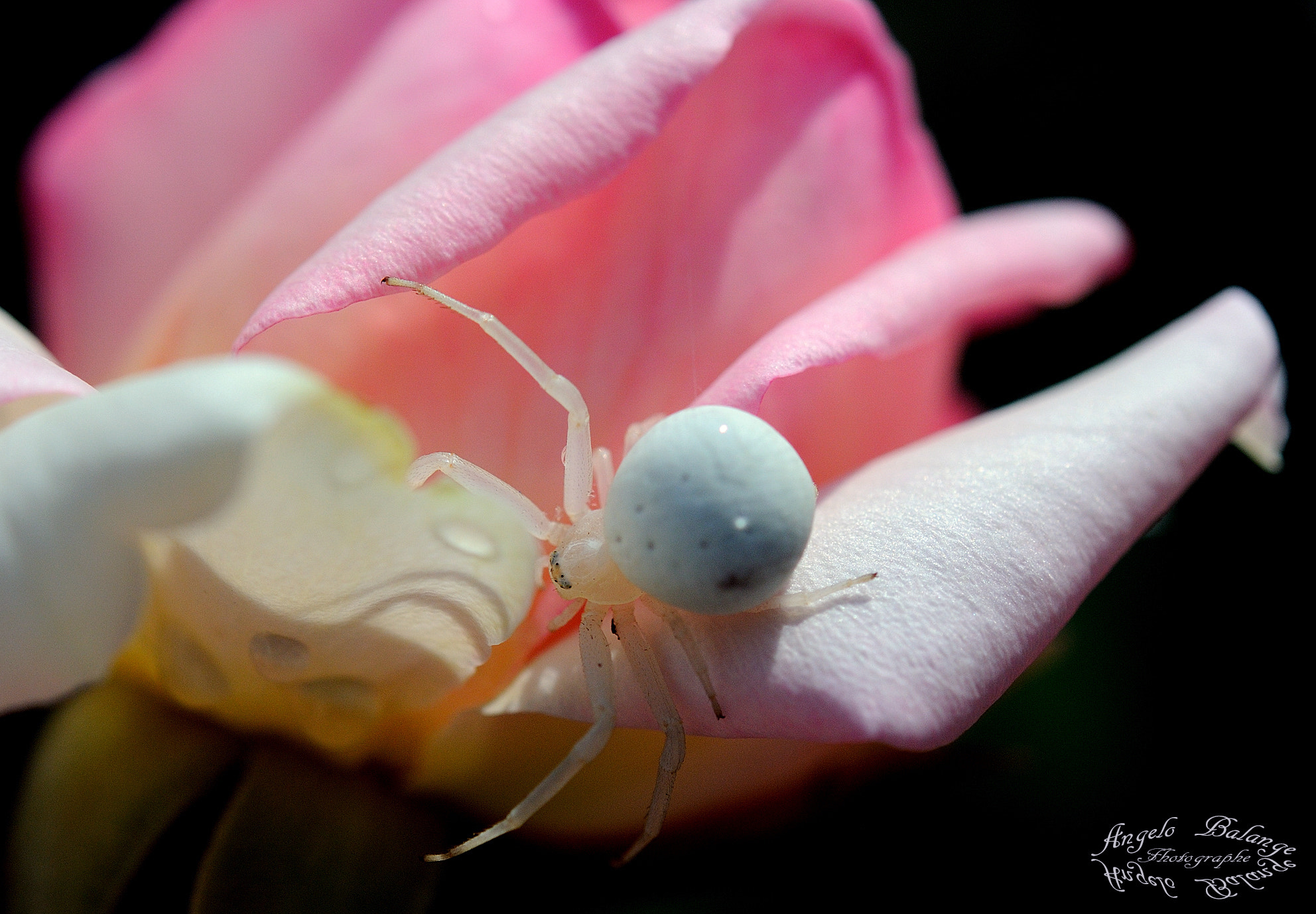 Nikon AF-S Micro-Nikkor 60mm F2.8G ED sample photo. Il ragno bianco photography