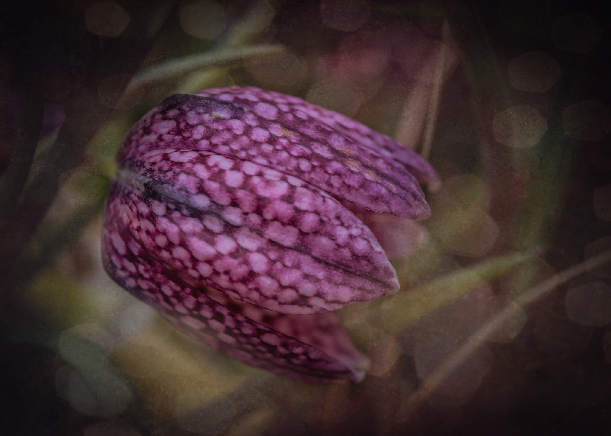 Nikon AF-S Micro-Nikkor 105mm F2.8G IF-ED VR sample photo. Checker flower photography