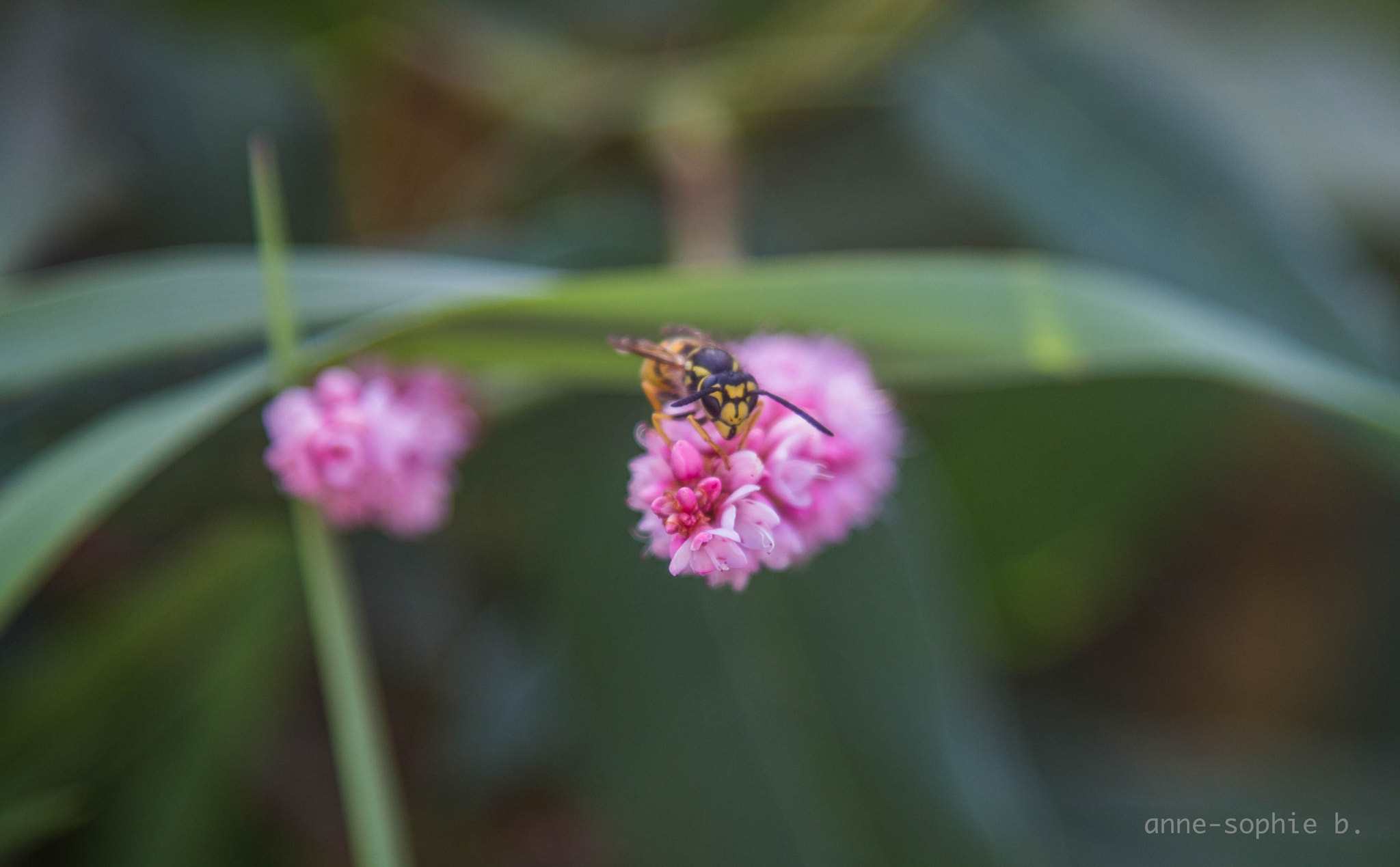 Canon EOS 650D (EOS Rebel T4i / EOS Kiss X6i) sample photo. Img photography