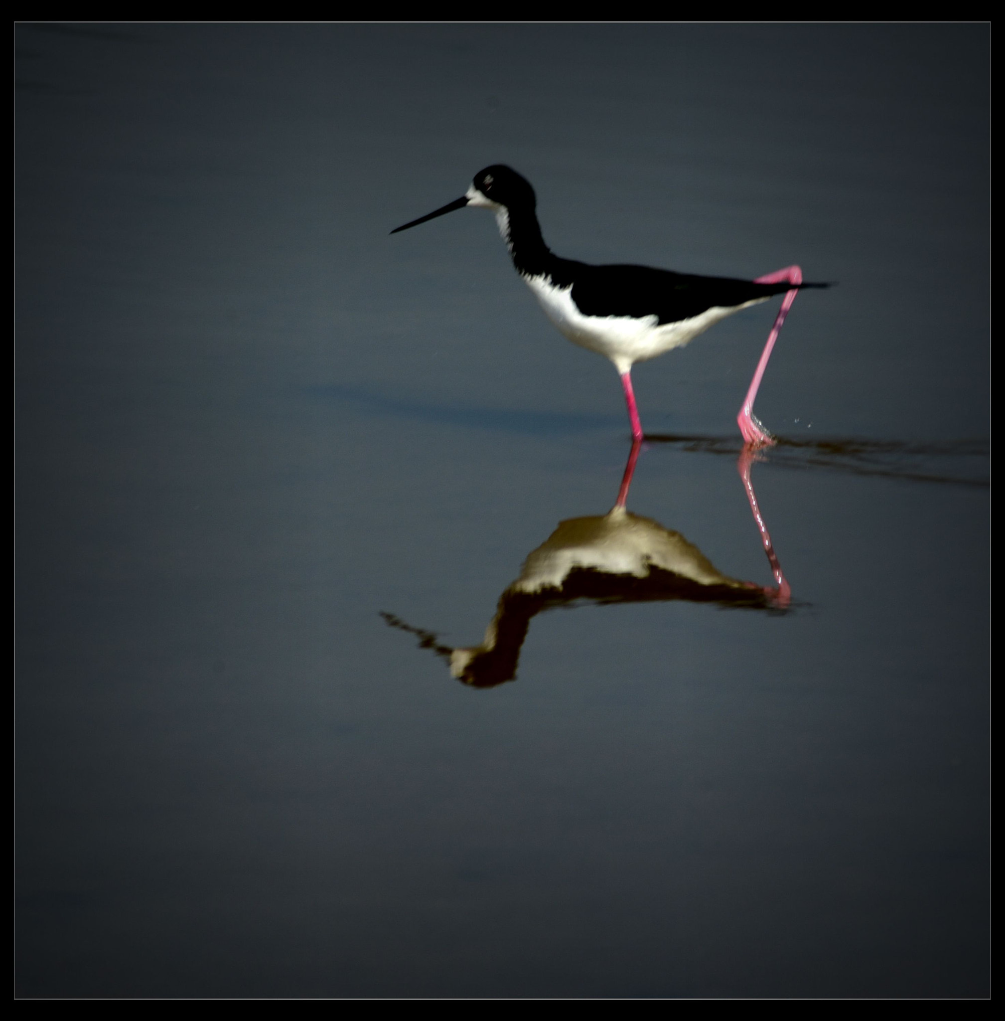Nikon AF Nikkor 70-300mm F4-5.6G sample photo. Wetland bird photography