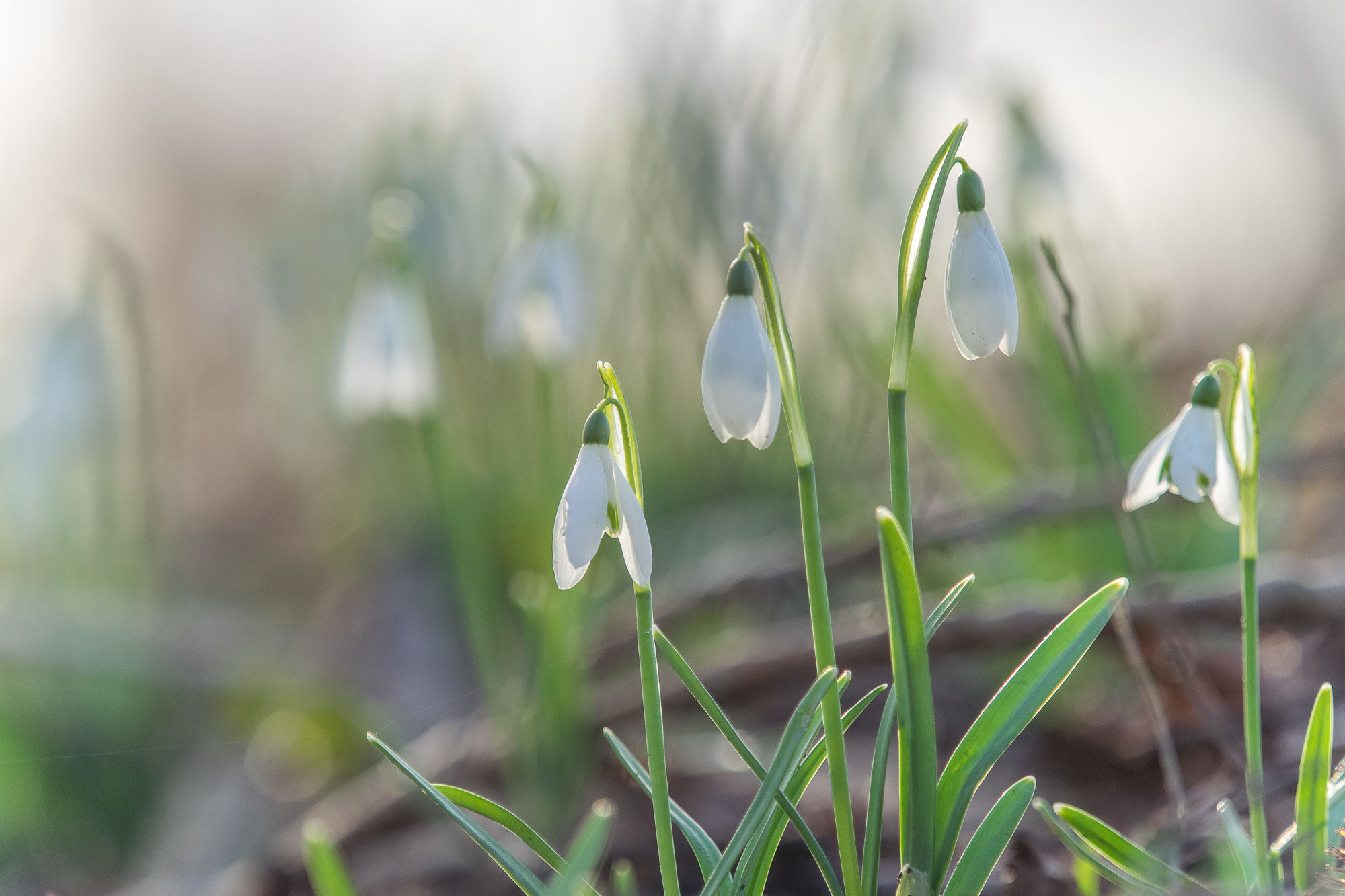 Olympus OM-D E-M1 + Olympus M.Zuiko Digital ED 40-150mm F2.8 Pro sample photo. Snowdrops photography