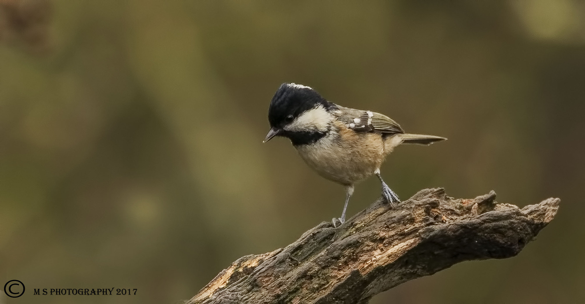 Canon EF 70-300mm F4-5.6L IS USM sample photo. Coal tit photography