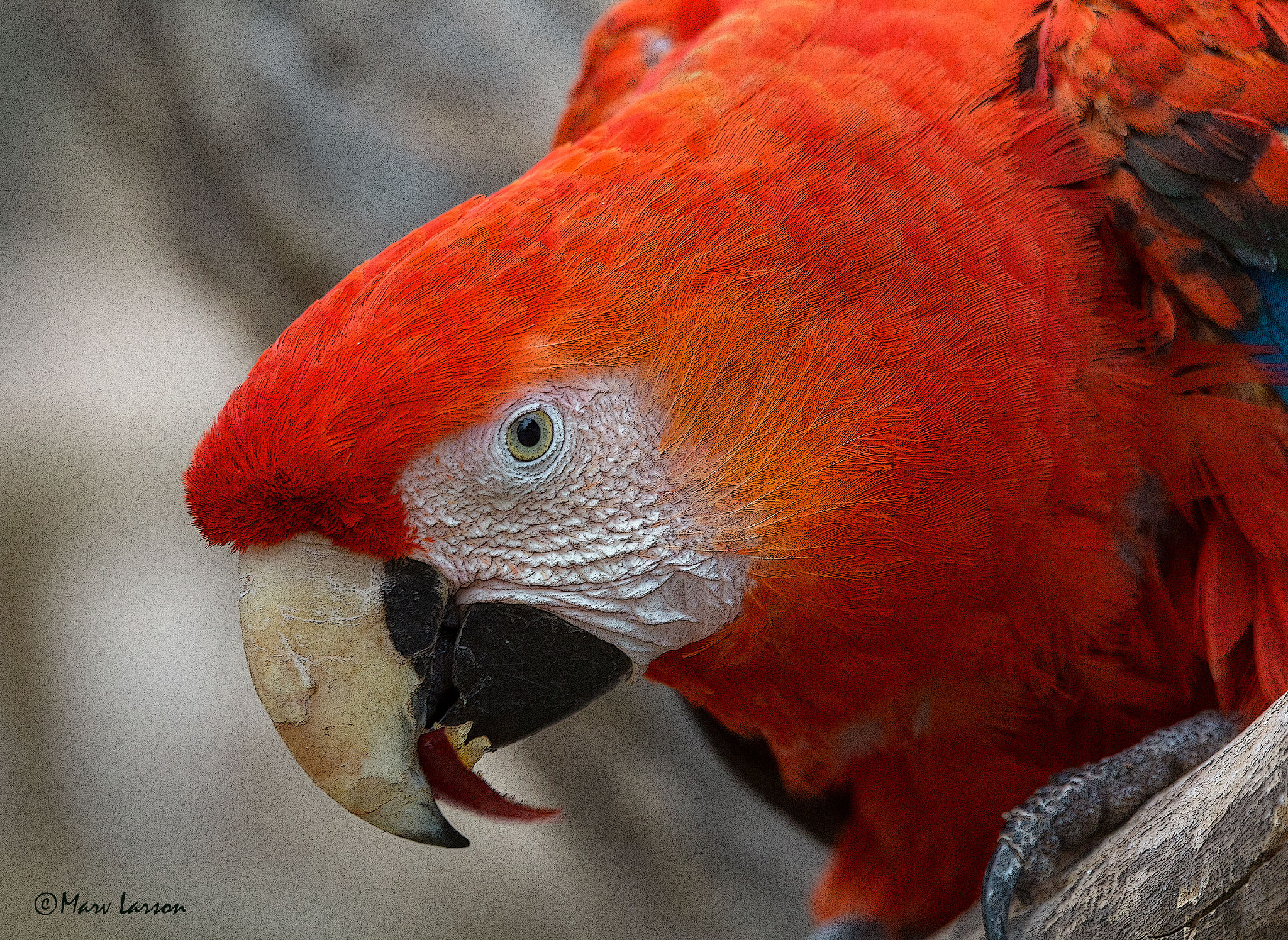 Tamron SP 150-600mm F5-6.3 Di VC USD sample photo. Scarlet macaw photography